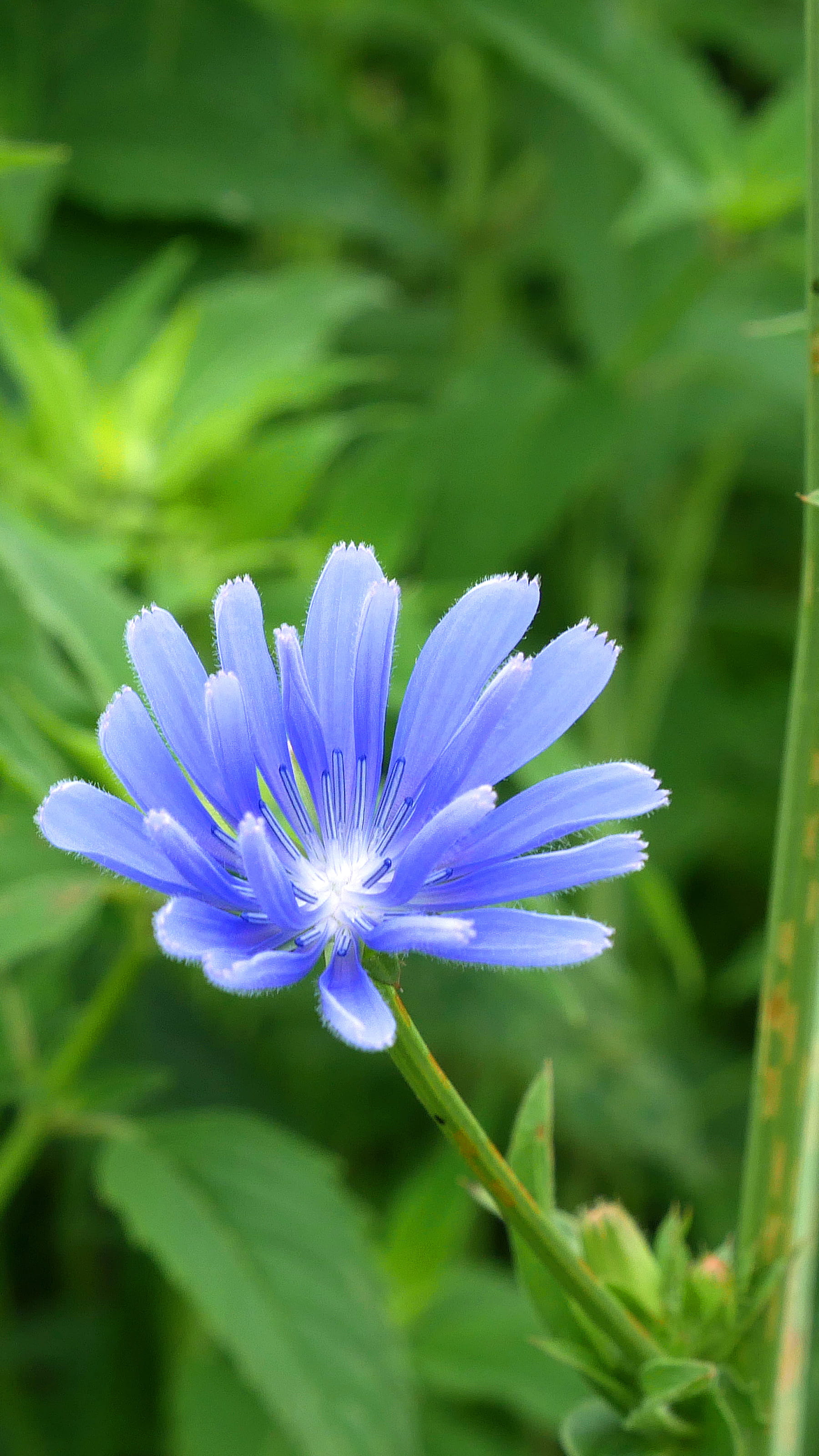 light purple, selective focus, stretch, chicory, new orleans, inflorescence, purple, contain, uses, nature, supple, coffee chicory, coffee, caffeine, used, Phone HD Wallpaper