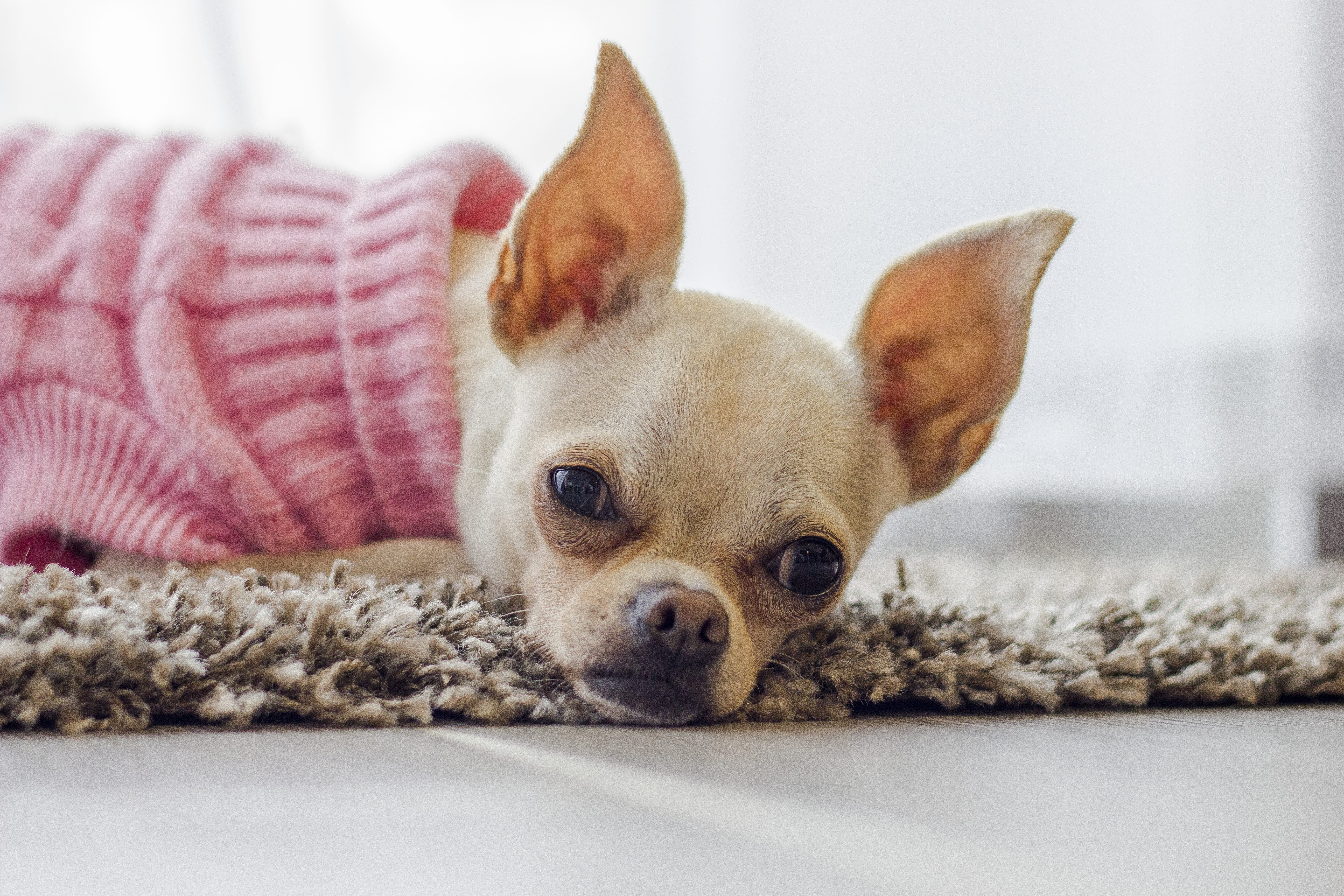 lap dog, hairy, chihuahua, one animal, dogs, ear, nose, loyalty, domestic animals, portrait, 5K, mammal, regardless of whether the, small, lying down, HD Wallpaper