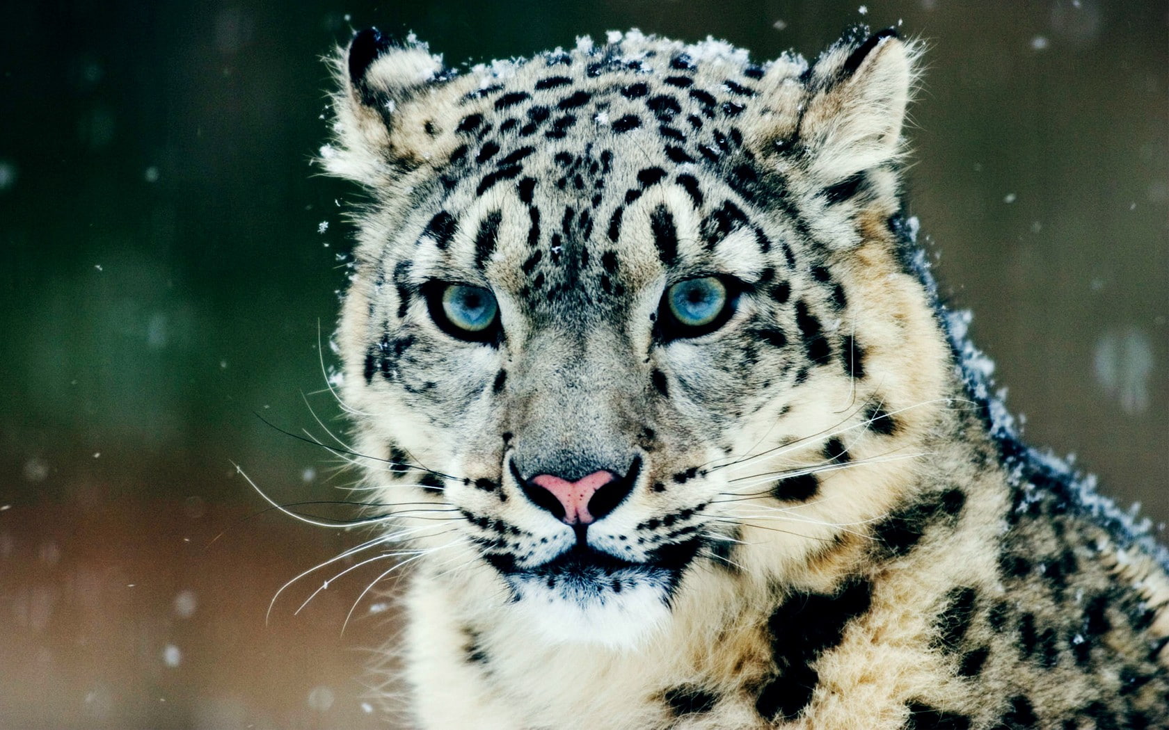 snow leopards, 720P, leopard (animal), animals, snow, HD Wallpaper