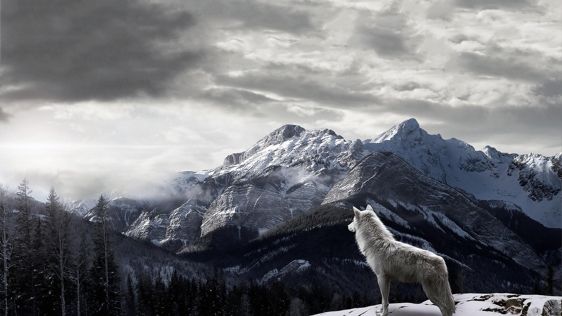 mountains, 1080P, wolfes, wolf, mountain, trees, nature, snow, HD Wallpaper
