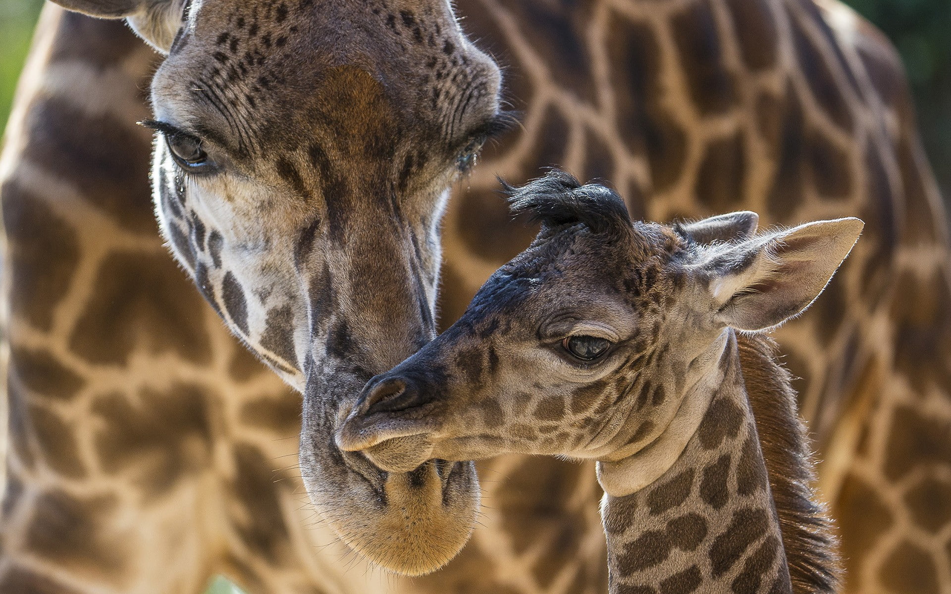 animal, focus on foreground, animal wildlife, day, no people, mammal, animal head, animal themes, animals in the wild, outdoors, close-up, giraffe, vertebrate, HD Wallpaper