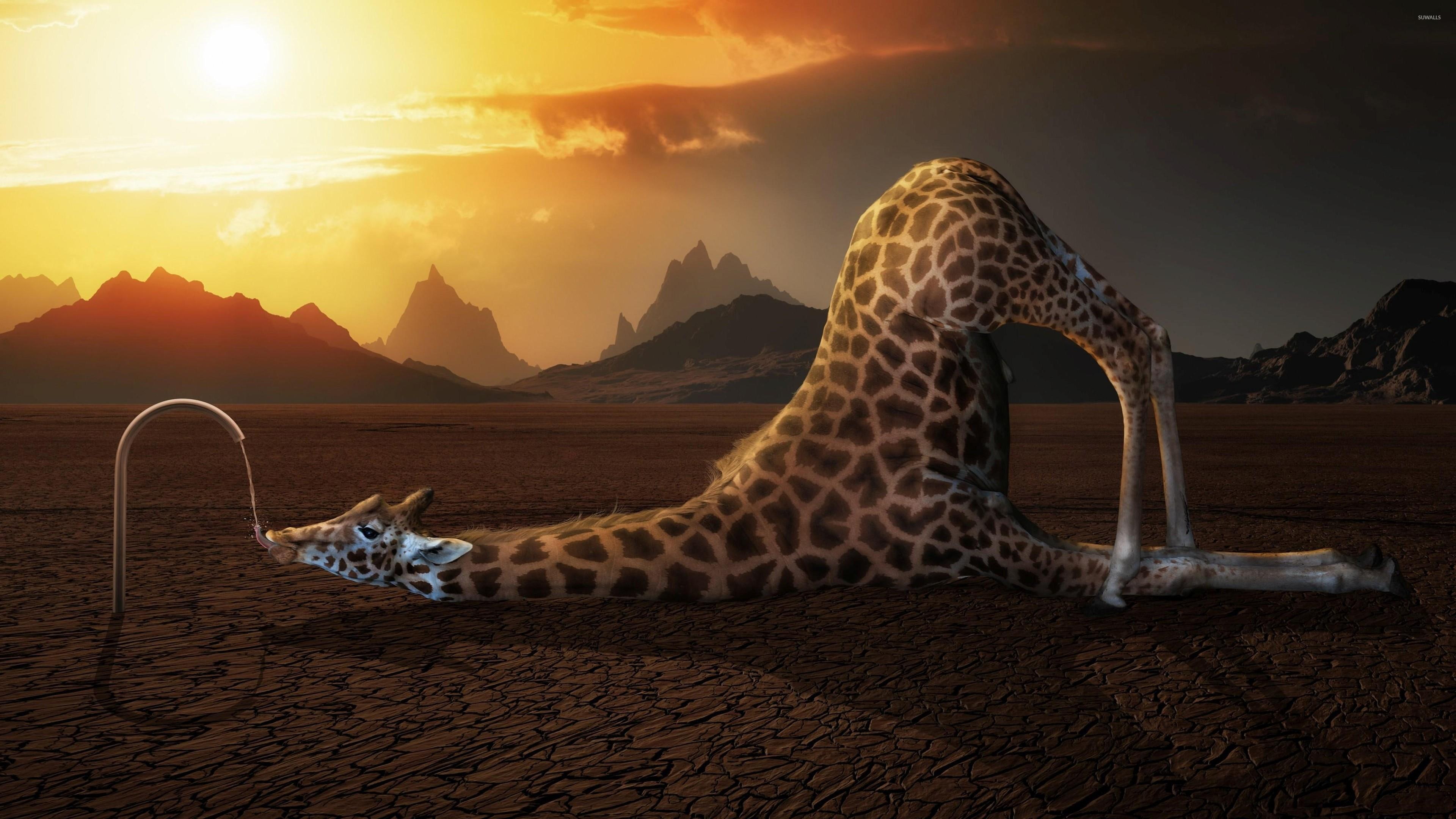 funny, 4K, drink, giraffe, drinking, HD Wallpaper