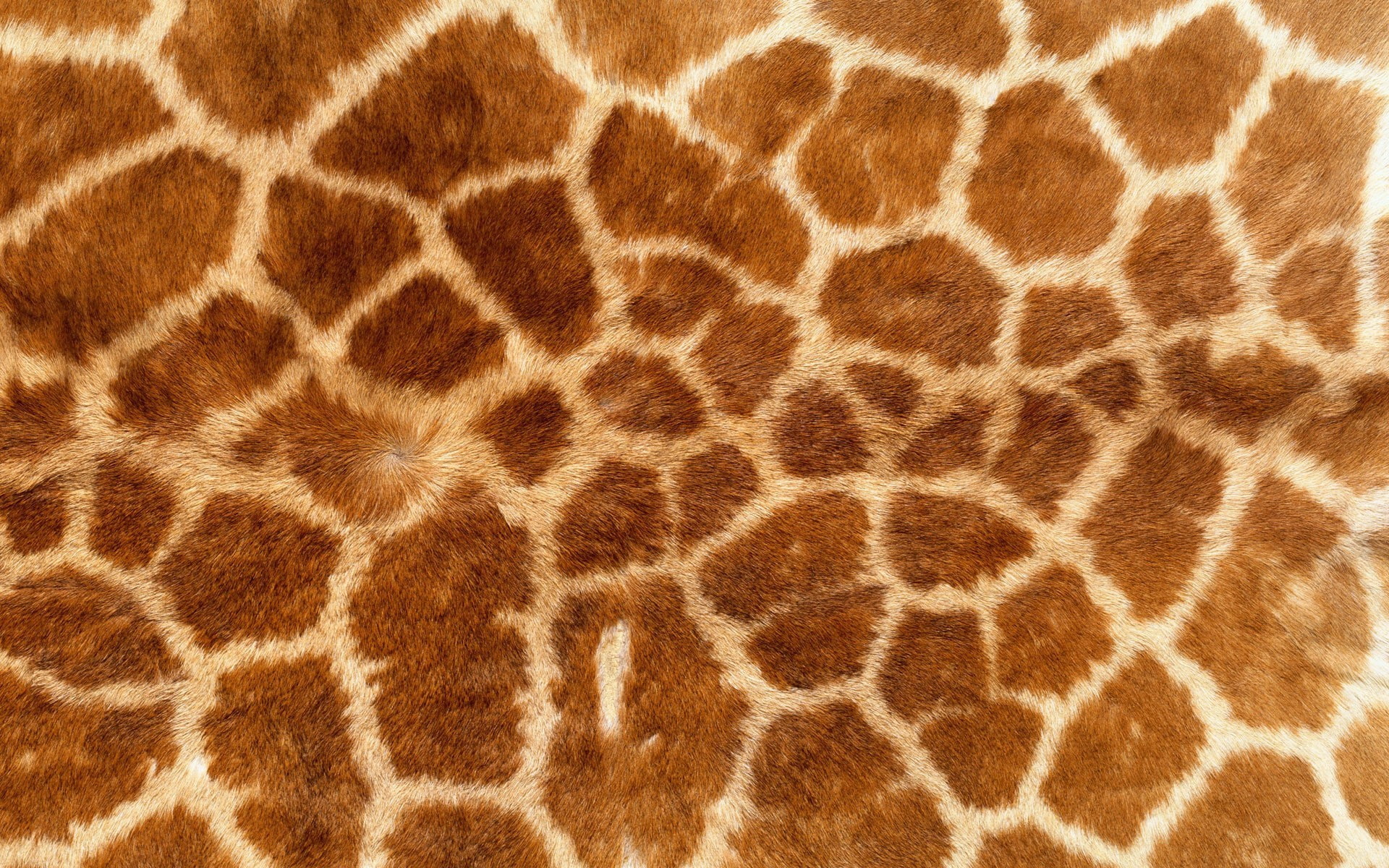 giraffes, animal print, 1080P, fur, HD Wallpaper