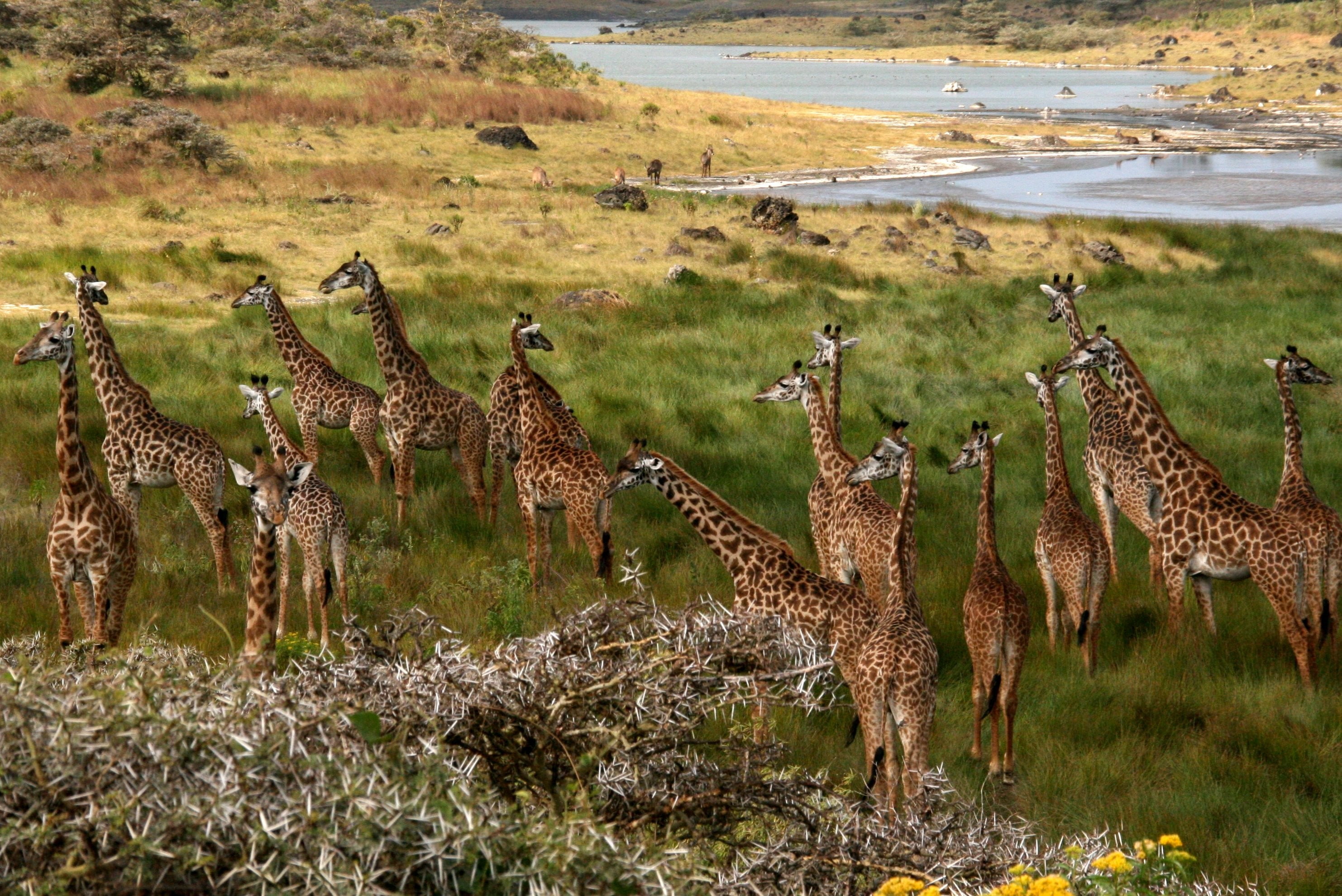 herd, no people, landscape, nature, vertebrate, environment, land, 2K, large group of animals, animals in the wild, animal, field, giraffes, day, Africa, HD Wallpaper