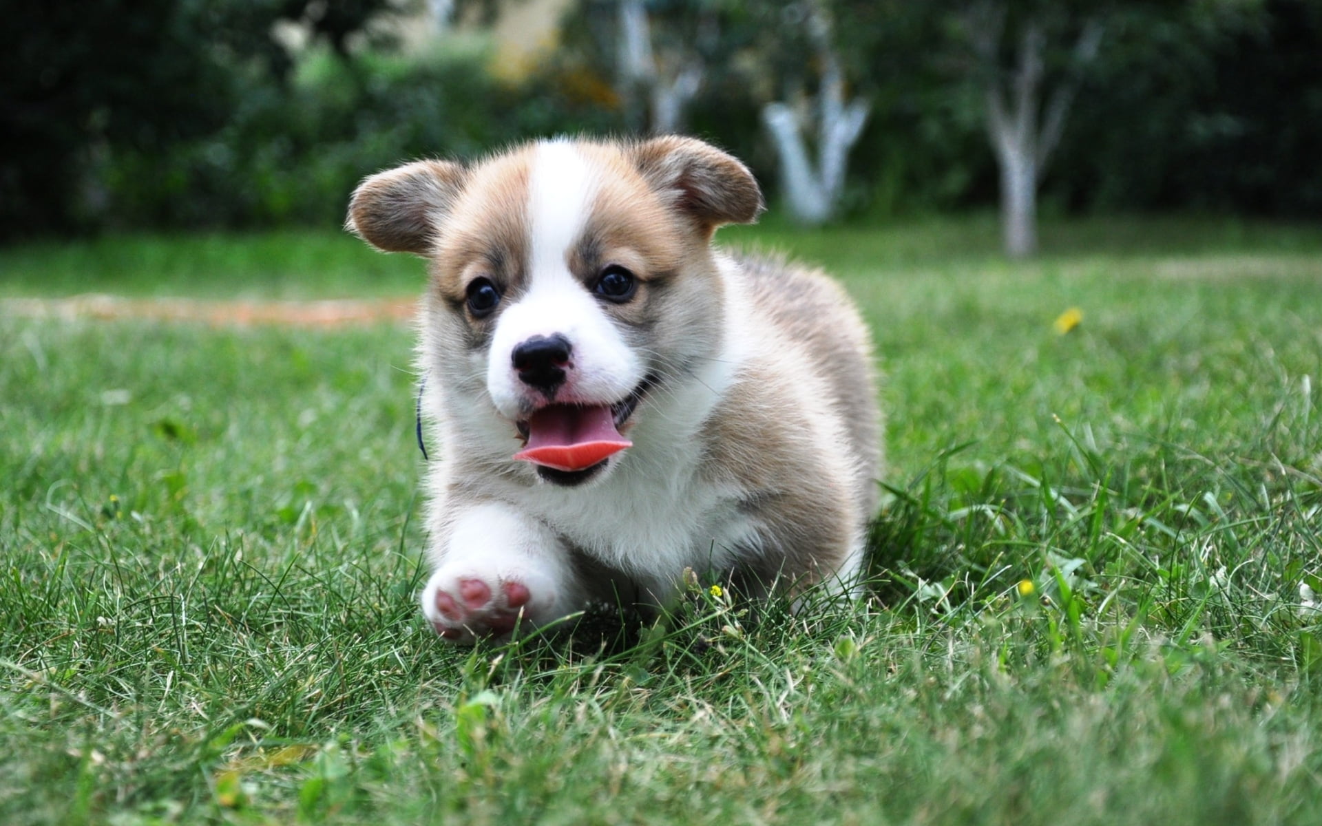 animal, animal themes, puppy, mouth open, plant, fur, sled Dog, no people, purebred Dog, obedience, field, animal head, pembroke Welsh Corgi, tan, mammal, HD Wallpaper