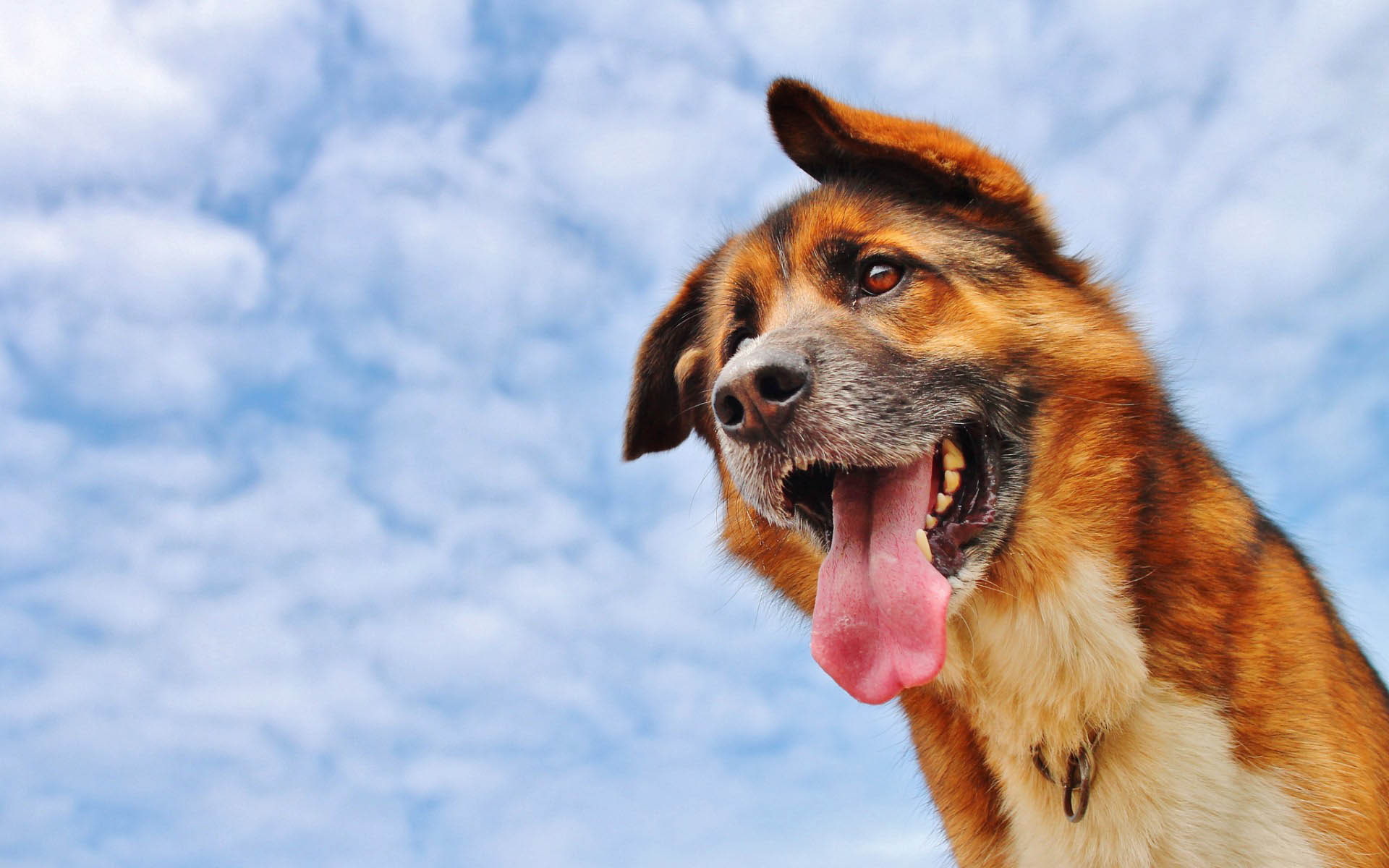 1080P, sky, animal, tongue, dog, HD Wallpaper