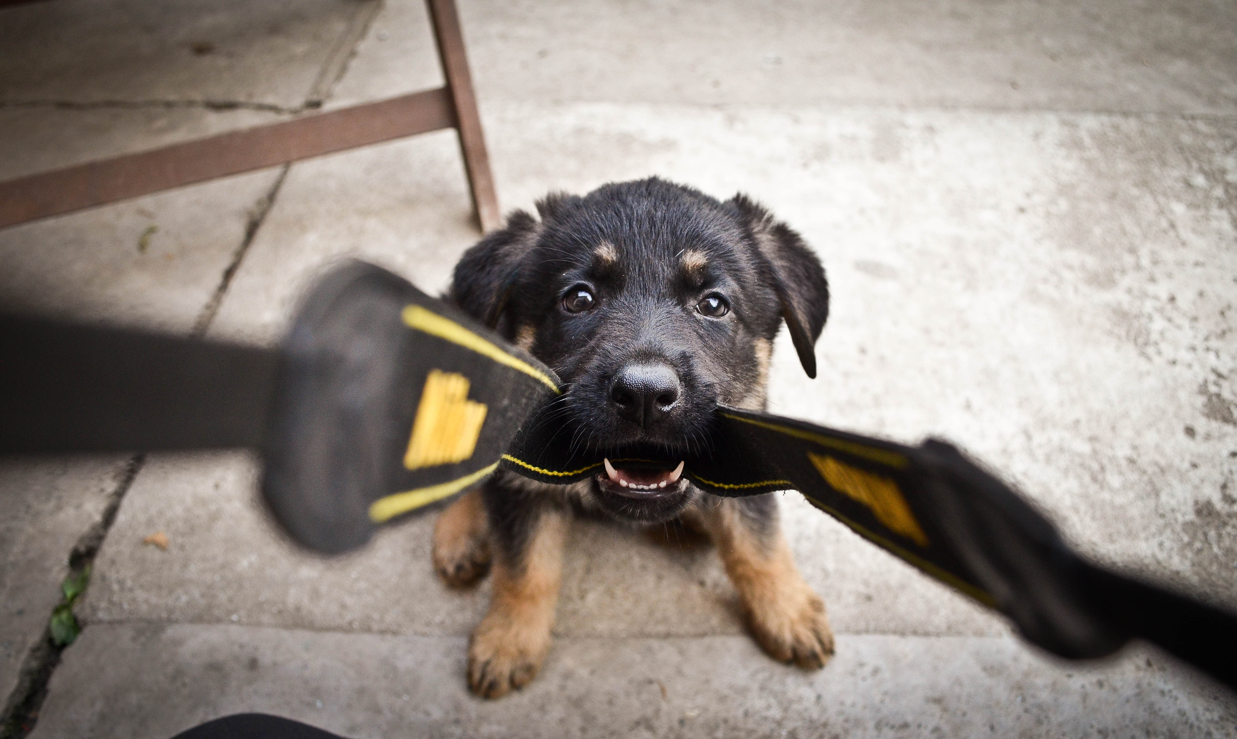 shepherd, black, tan, black labrador, one animal, puppy, black color, domestic animals, point of view, teenage couple, looking at camera, purebred dog, HD Wallpaper