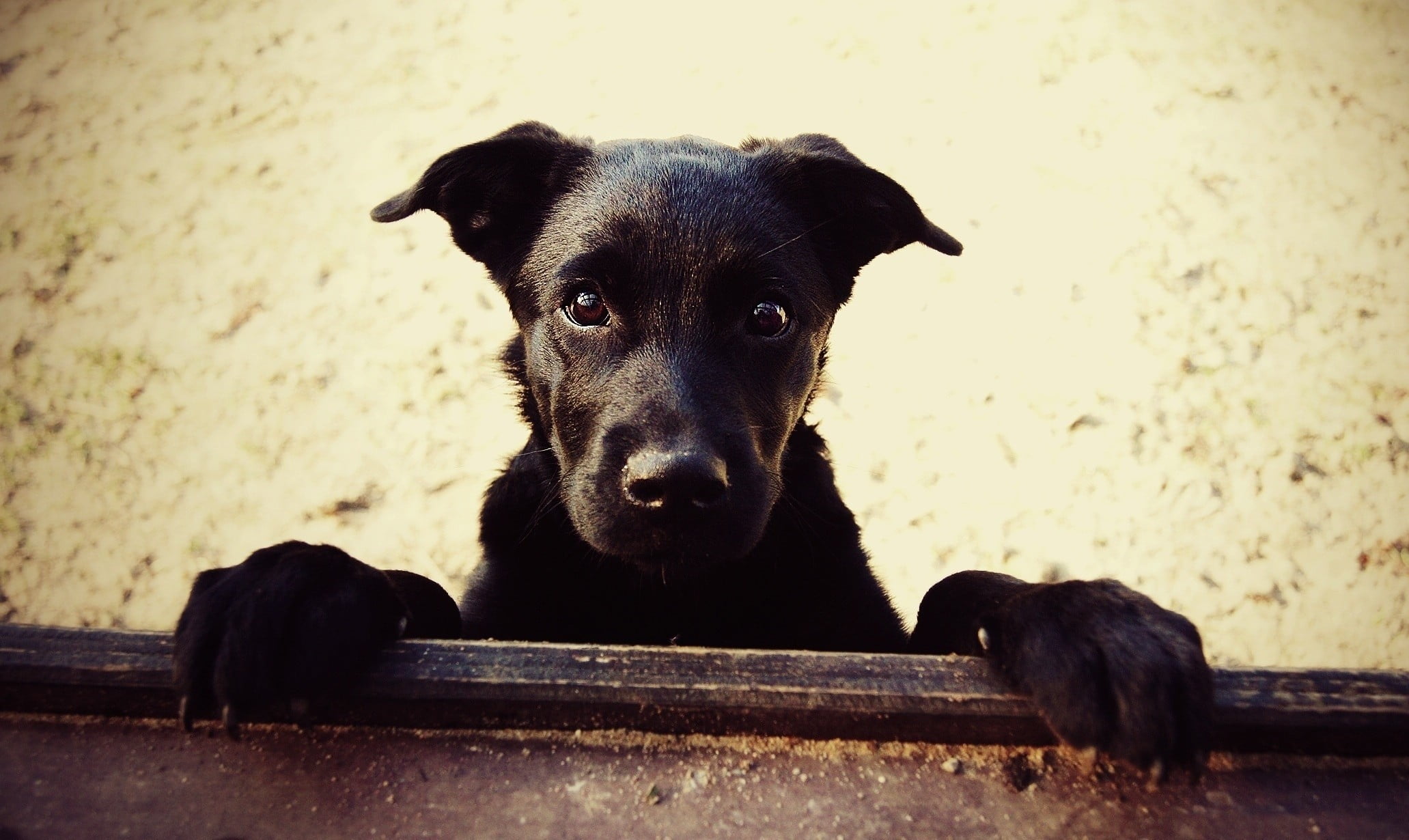 nature, canine, close-up, portrait, animals, day, pets, black, dog, looking at camera, no people, focus on foreground, domestic, domestic animals, relaxation, HD Wallpaper