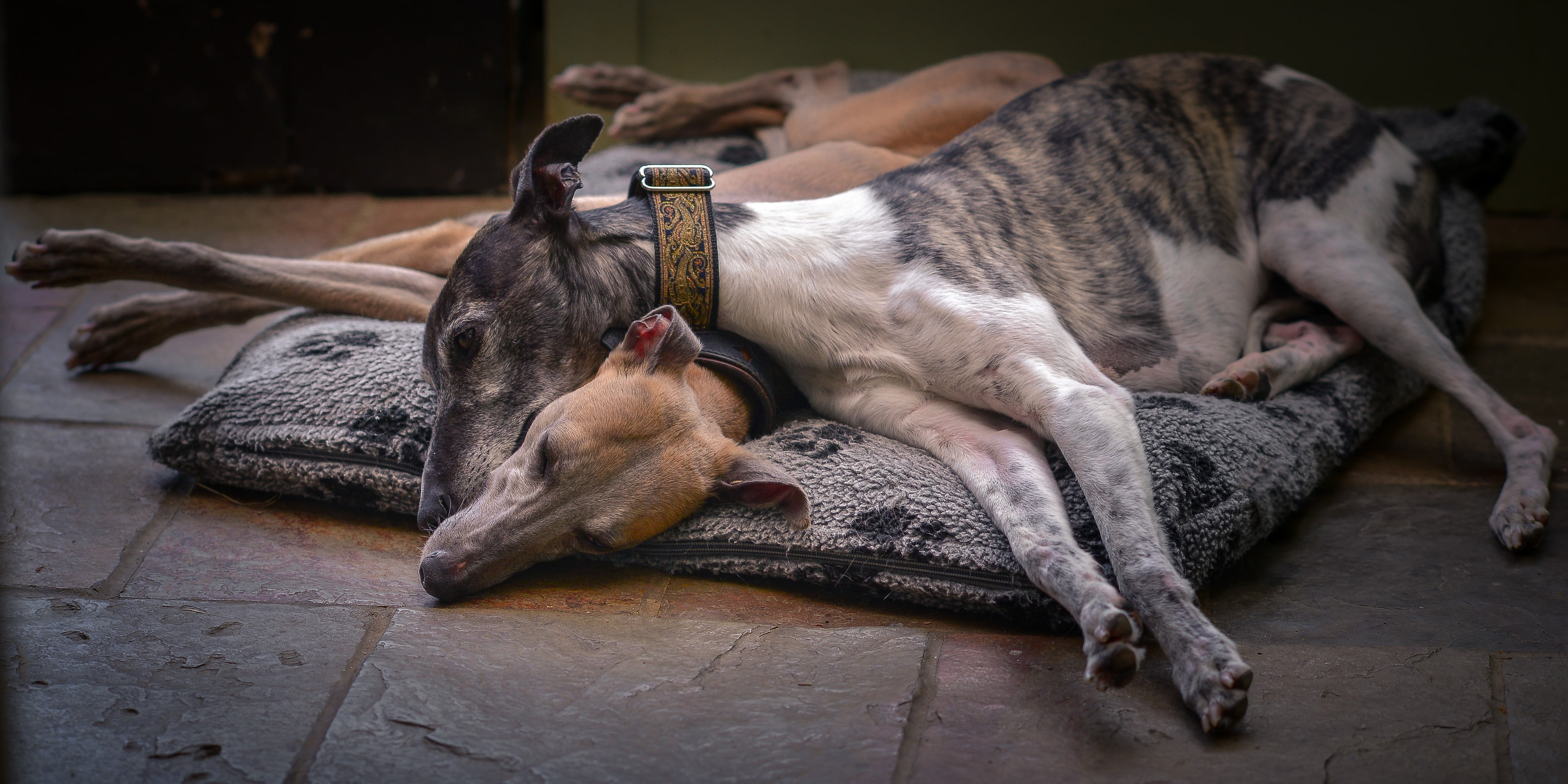 4K, domestic, relaxation, animal themes, mammal, black, shepherd, domestic animals, lying down, pets, resting, german, flooring, wood - material, vertebrate, HD Wallpaper
