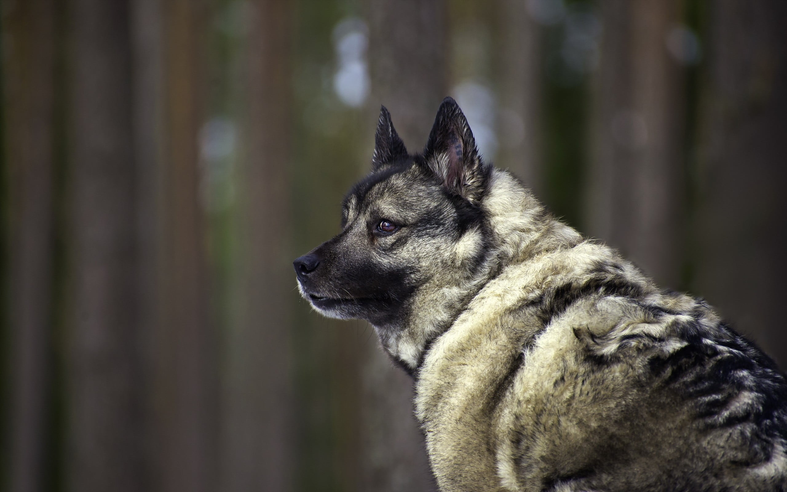 day, animal, wolf, looking, purebred dog, no people, canine, animal themes, tan, one animal, mammal, looking away, animals, relaxation, domestic animals, HD Wallpaper