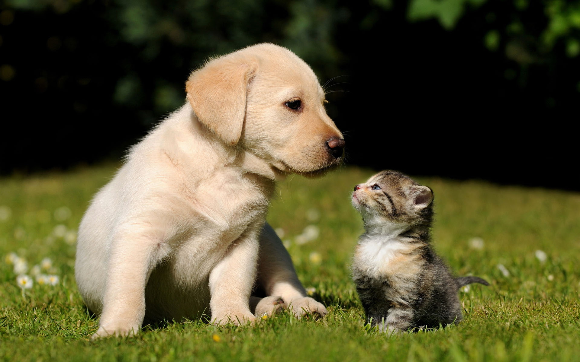 retriever, golden retriever, 1080P, kitten, cute, animals, golden, dog, photography, HD Wallpaper