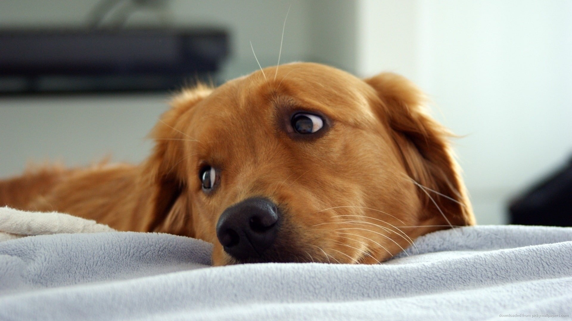golden, yellow, cute, retriever, golden retriever, dog, fur, 1080P, yellow fur, animals, photography, HD Wallpaper