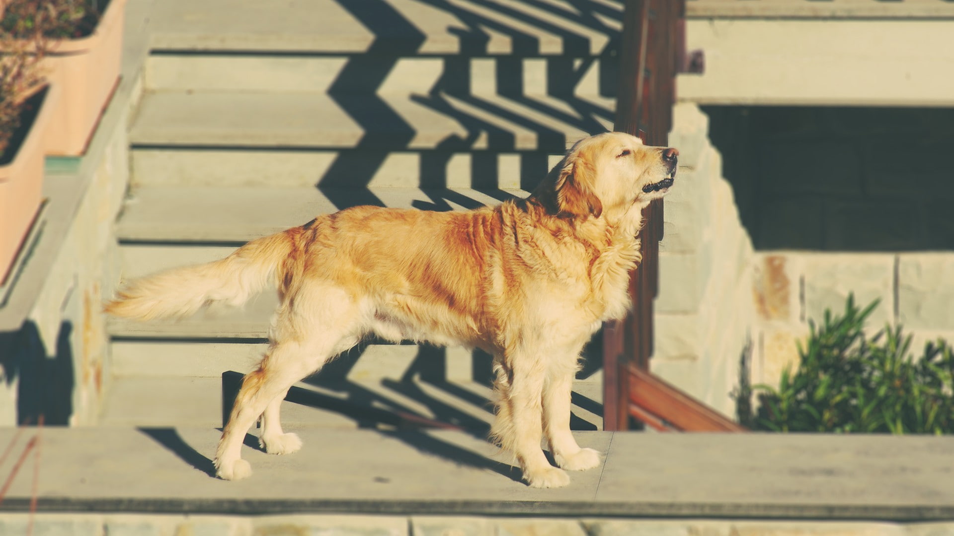 fonta, dog, happy, golden retrievers, animals, 1080P, golden, retrievers, retriever, HD Wallpaper