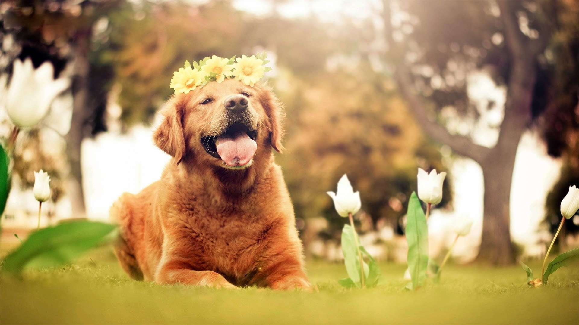 golden retrievers, nature, one animal, flowers, domestic, selective focus, dog, open mouth, no people, tulips, day, facial expression, canine, animals, HD Wallpaper