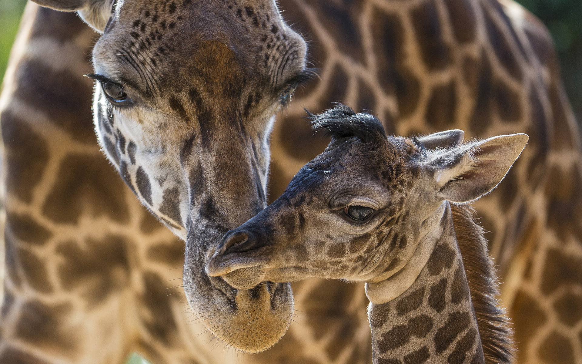 giraffes, giraffe, 1080P, animals, hd, HD Wallpaper