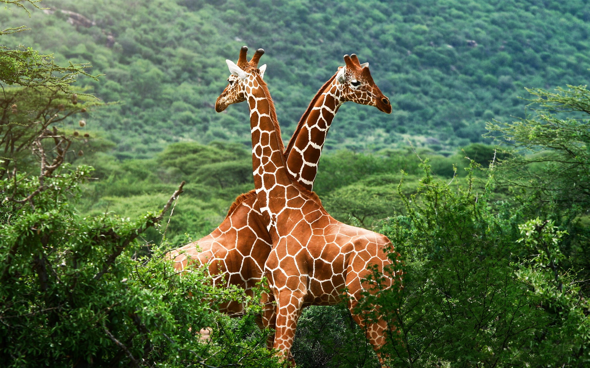 1080P, Savanna, giraffe, African, two, Giraffes, HD Wallpaper