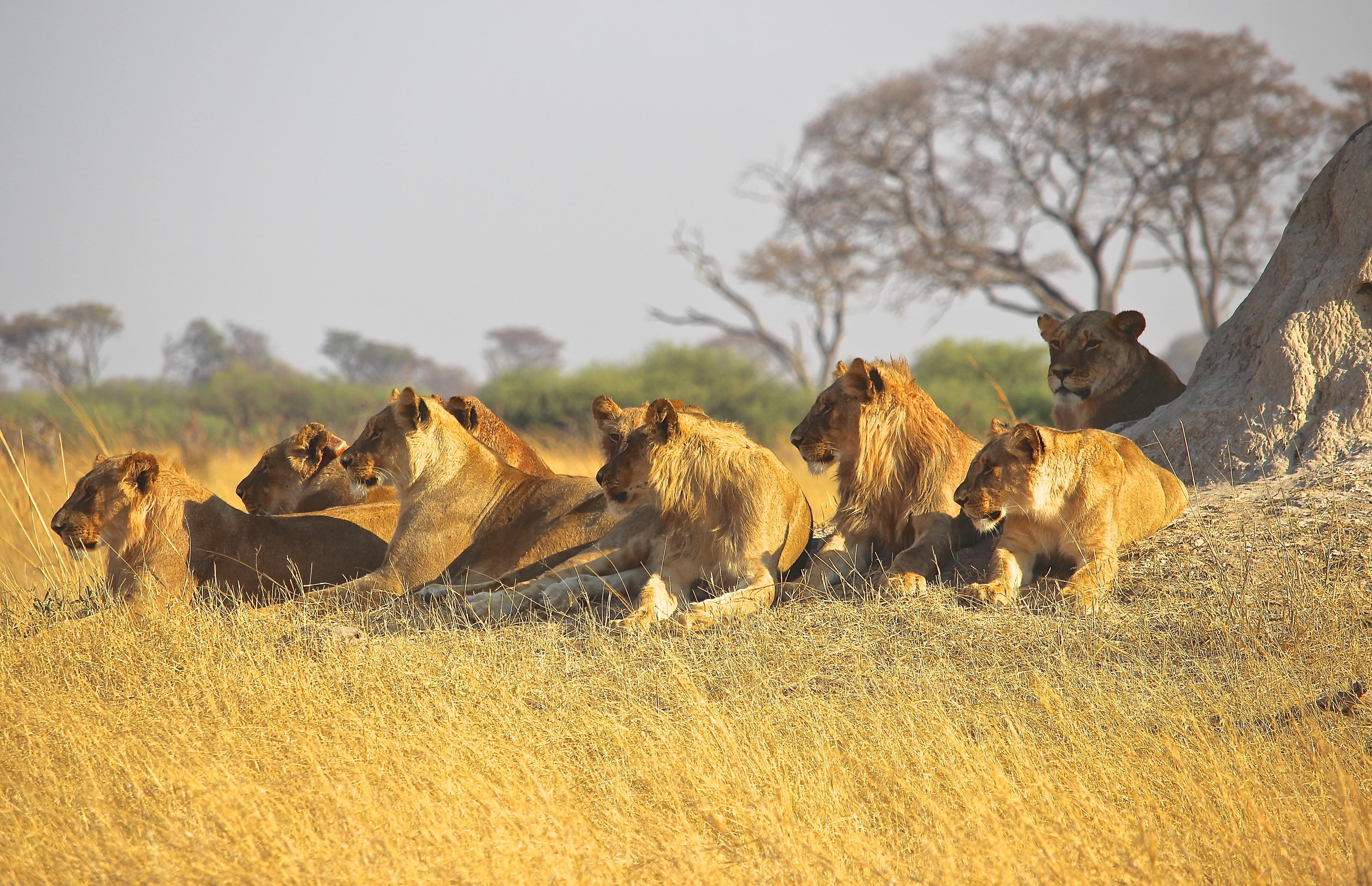 pets, tree, land, dangerous, plant, group of animals, nature, amimals, safari Animals, animal, field, herd, animals In The Wild, lion, ground, predator, HD Wallpaper