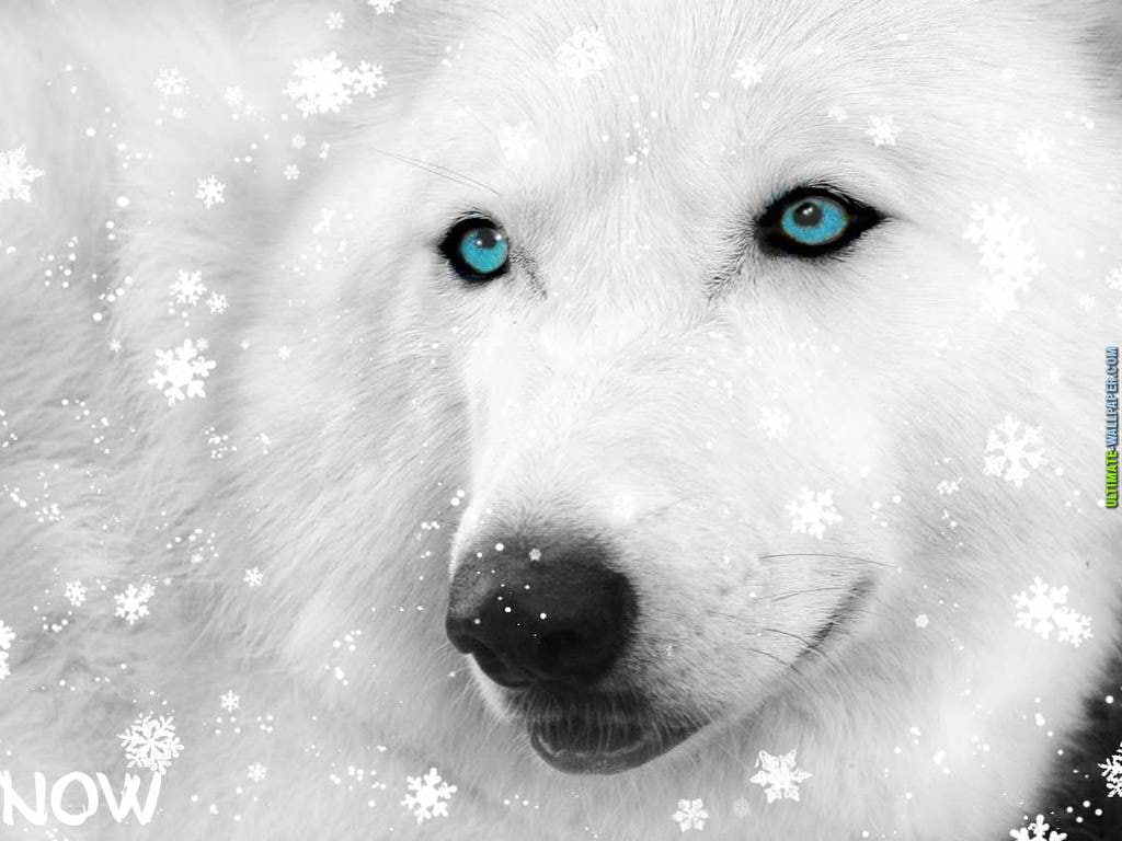 snow, Winter, art, wolf, hd, 480P, white, animals, HD Wallpaper