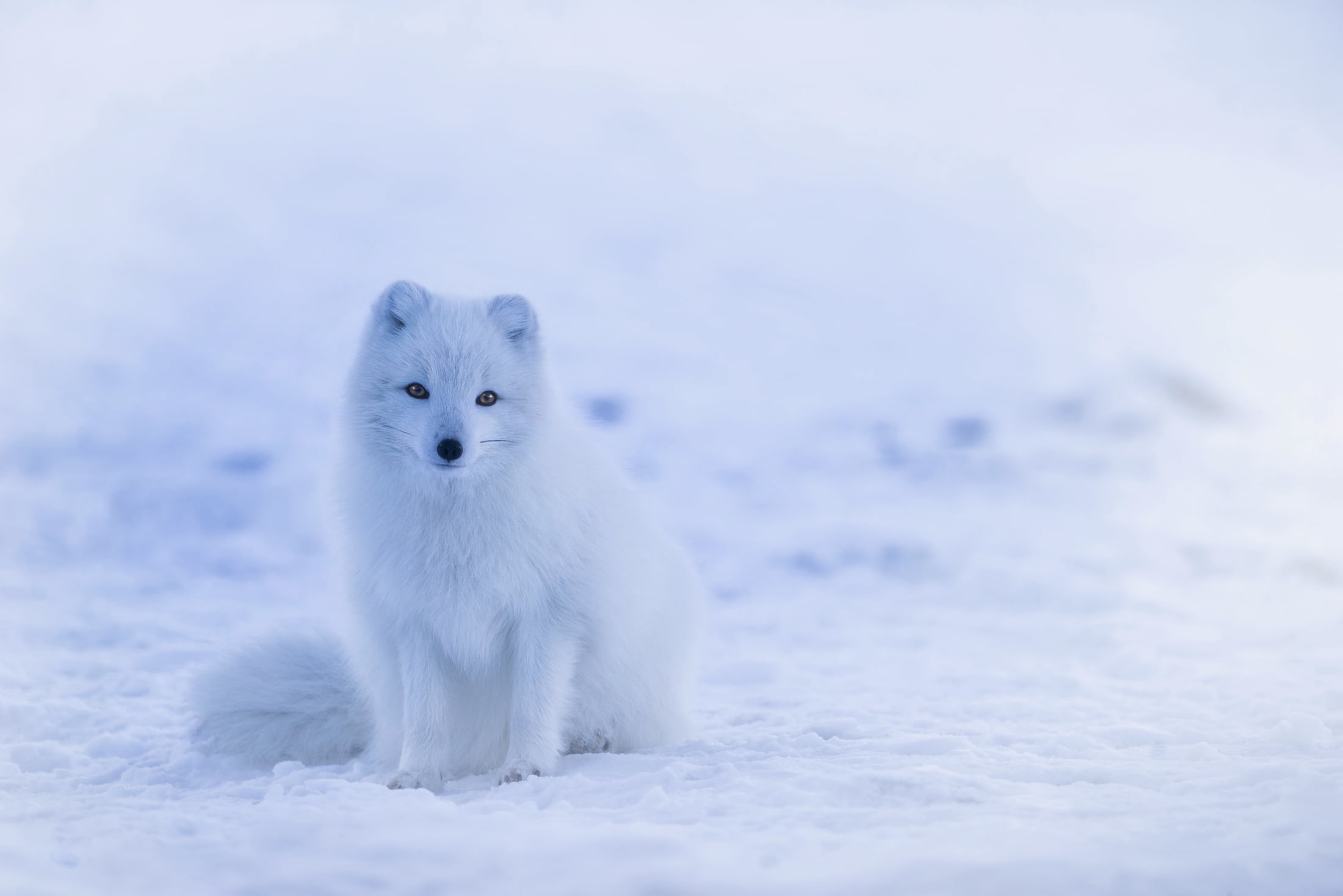 front view, looking at camera, wildlife, nature, polar bear, animal themes, vertebrate, white, outdoors, cold, snow, arctic fox, fox, cute, rural, iceland, HD Wallpaper