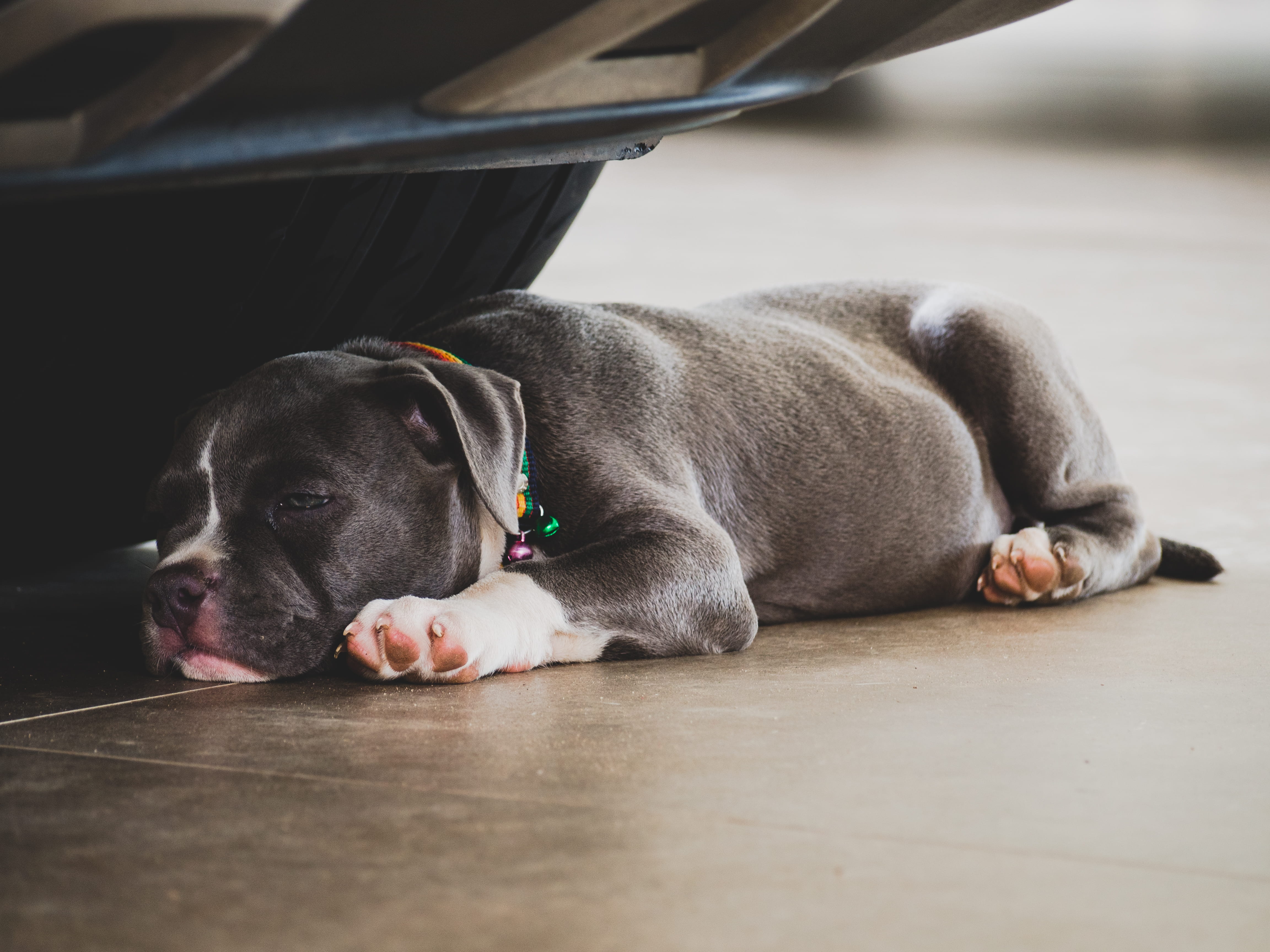 pet, pets, mammal, adorable, domestic animal, american, lying, indoors, looking, day, blue, puppy, one animal, car, domestic animals, no people, flooring, HD Wallpaper
