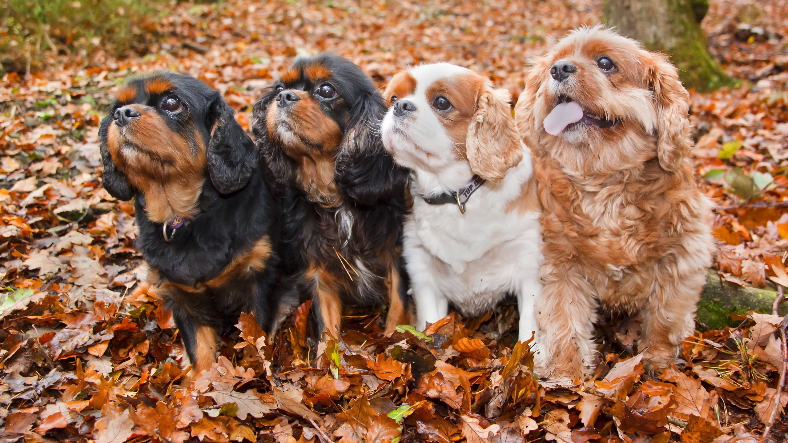 Four, Autumn, 2K, Dogs, Leaves, Cute, HD Wallpaper
