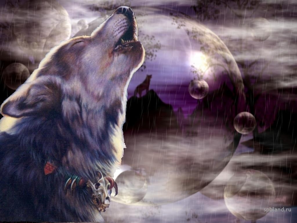 wolve, wolf, hd, animals, 480P, animal, HD Wallpaper