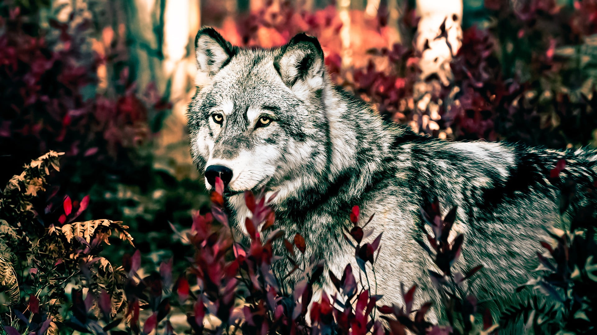 mammal, forest, plant, land, plants, no people, animals, animals in the wild, outdoors, leaf, pets, close-up, aggression, mouth open, day, animal, looking, HD Wallpaper