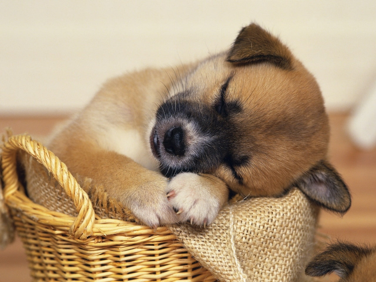 dogs, nice cut, dog, 720P, lovely, dog sleeping basket, animal, hd, sweet, animals, art, HD Wallpaper