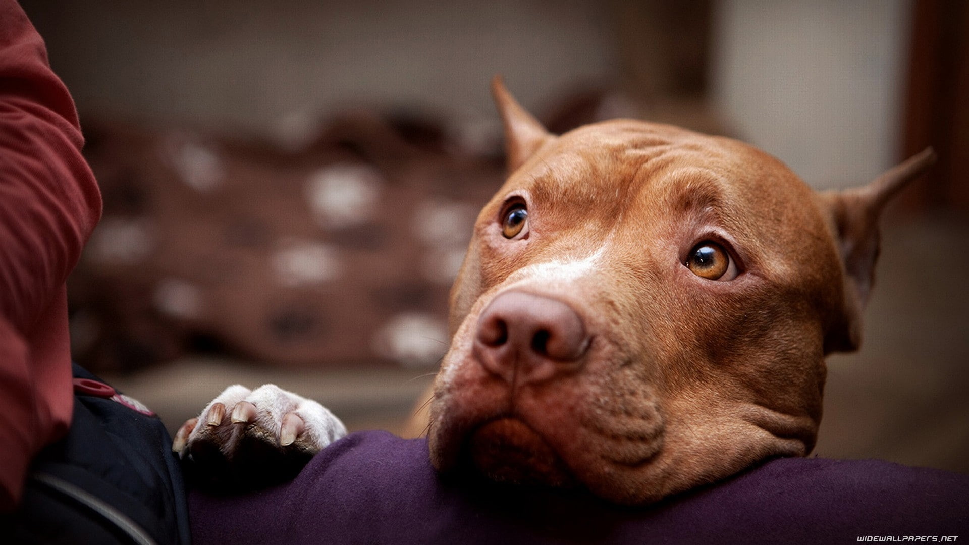 bull, art, hd, bully, staffordshire, pit, american, terrier, bu, dogs, pitbull, animals, 1080P, HD Wallpaper