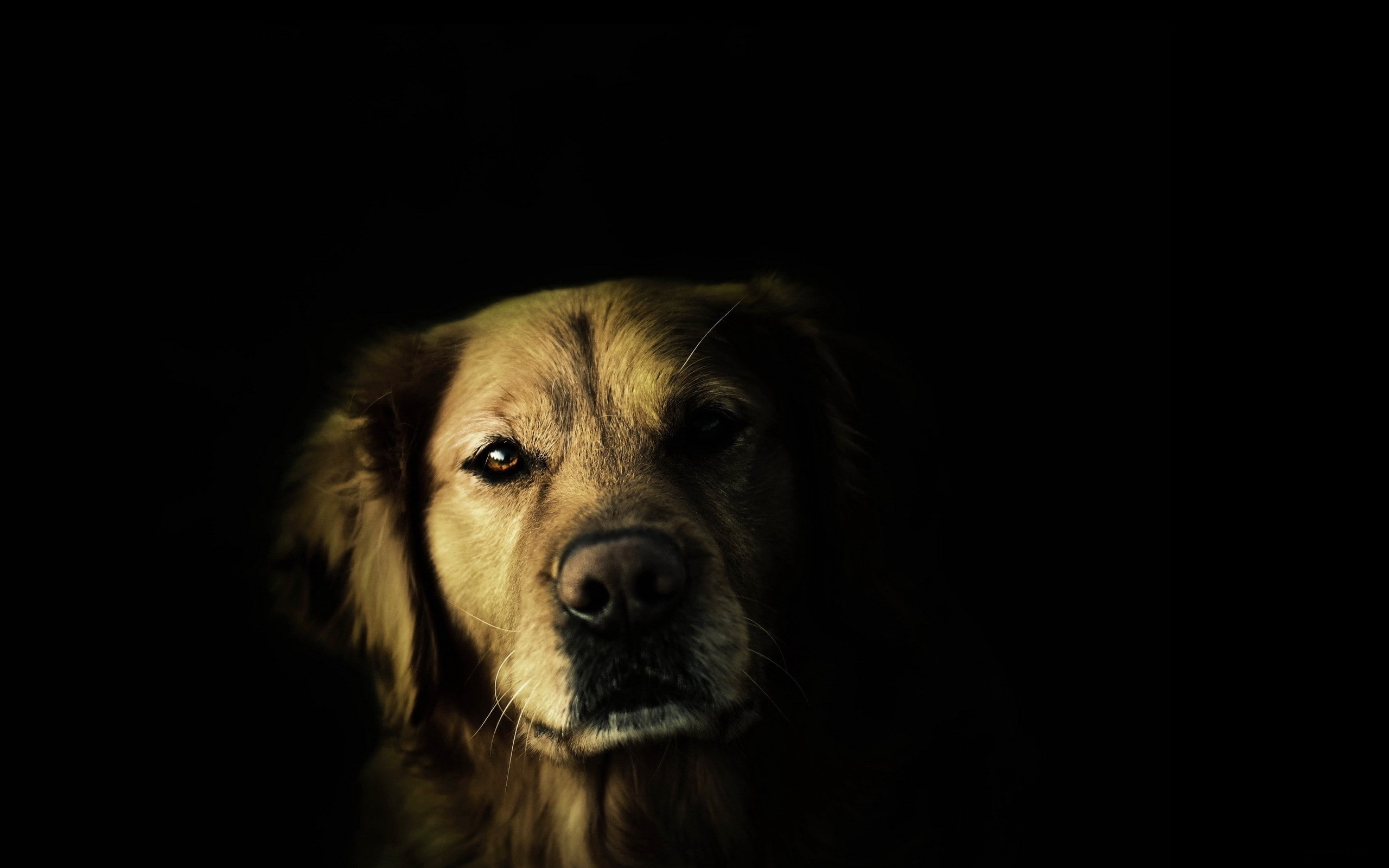 animals, dogs, hd, black, 2K, x, background, art, HD Wallpaper