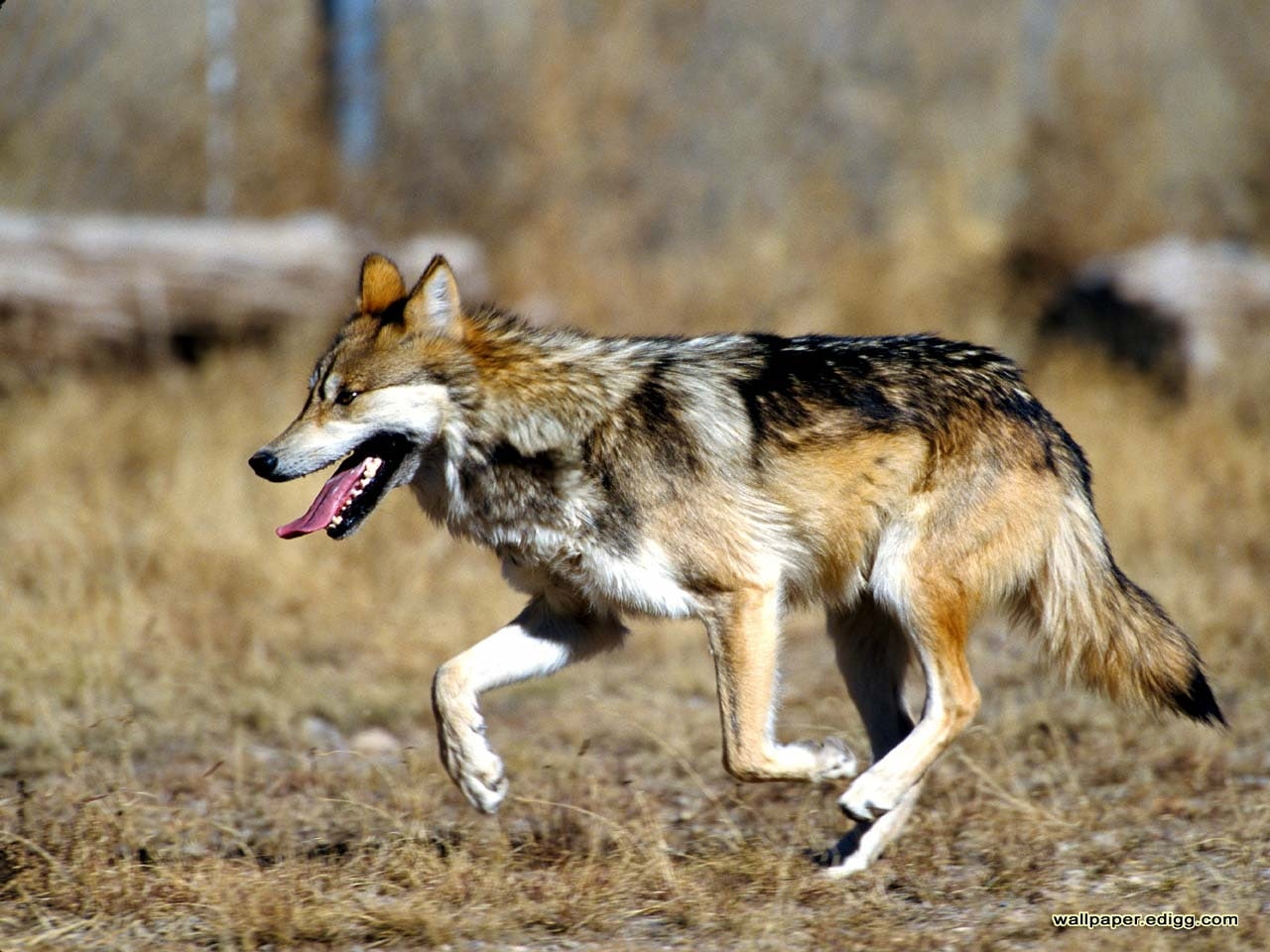 wolf, lone wolf, lobo, solitude, 720P, animals, mexican, hd, dog, lone, HD Wallpaper