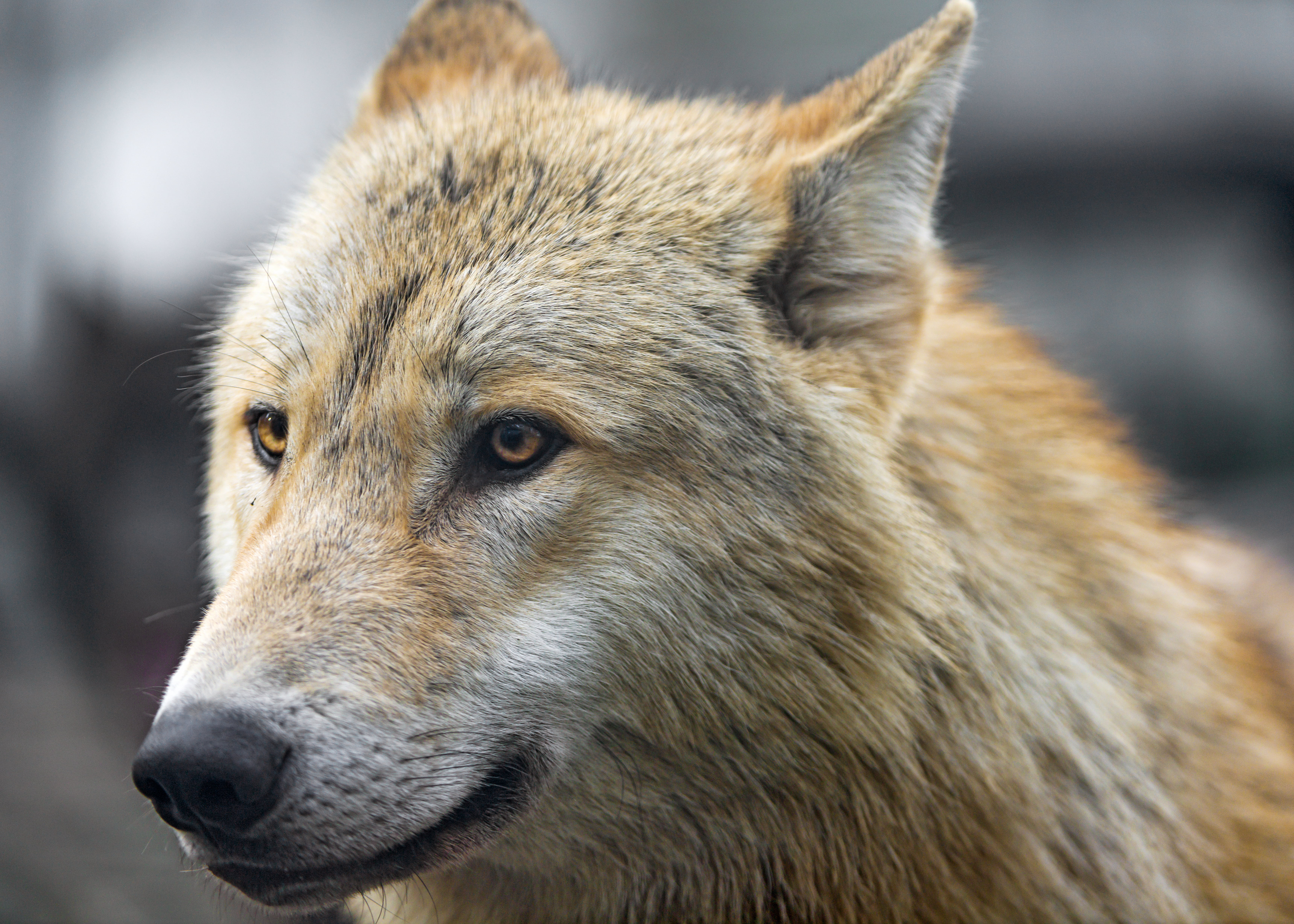 face, mulhouse, nikon  d800, canine, alsace, daytime, nature, wolf, carnivore, france, Portrait, attentive, canid, brown, zoo, animals In The Wild, beige, HD Wallpaper