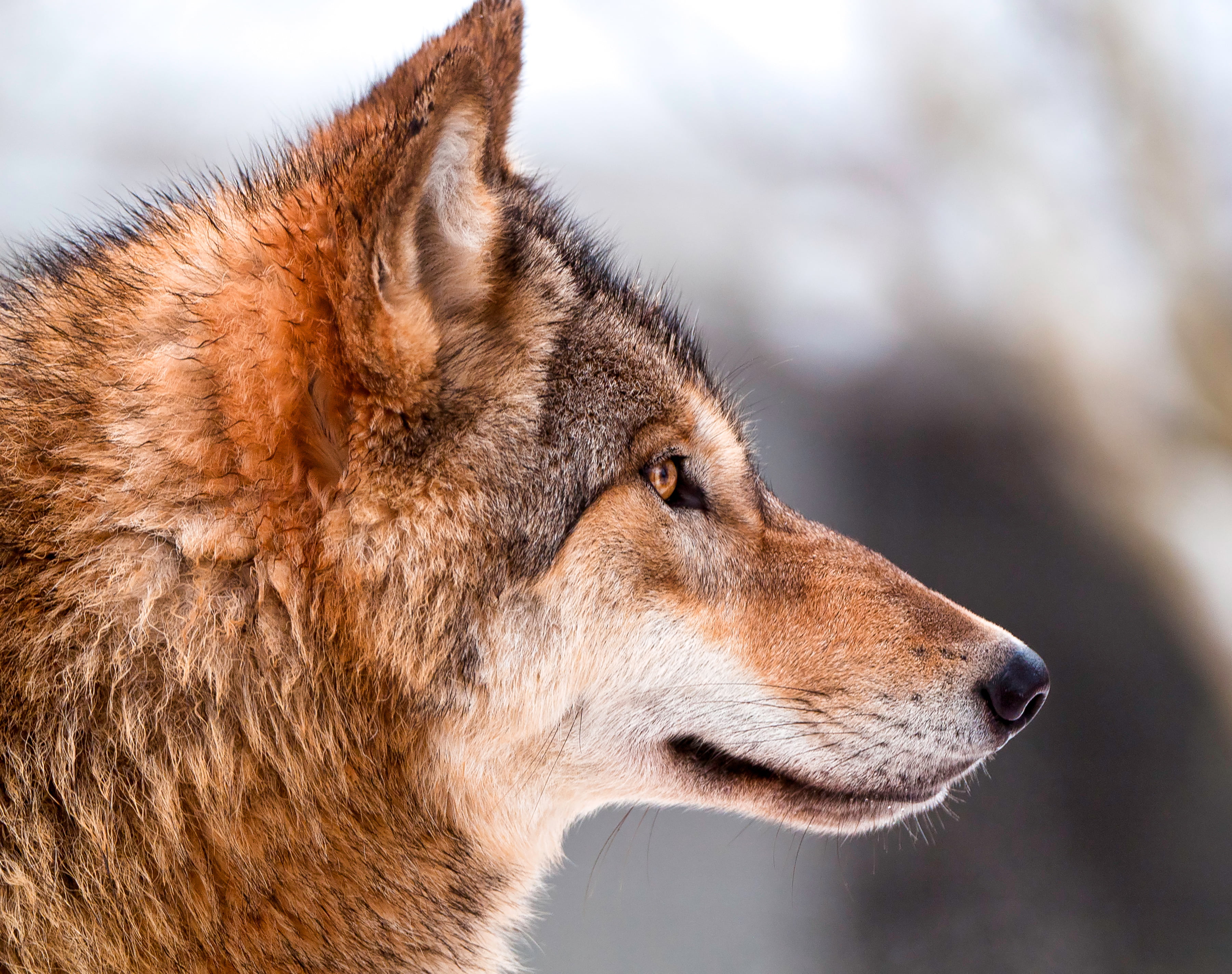 shallow focus, canine, switzerland, gray Wolf, wildlife, animal, mammal, focus, fur, mongolian, zoo  zürich, 2K, animals In The Wild, face, brown, black, HD Wallpaper