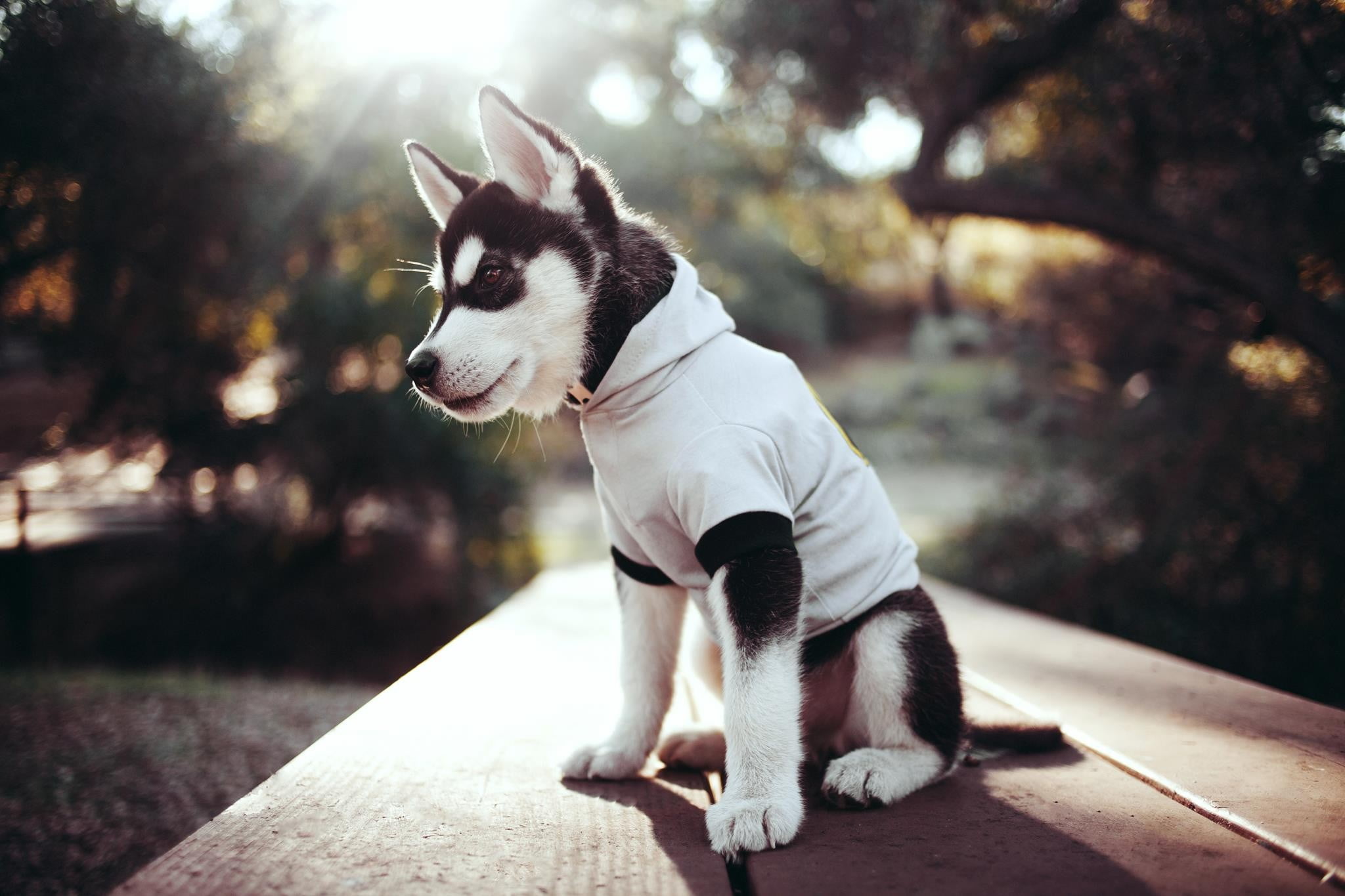 animal themes, day, full length, pets, whisker, siberian, sitting, domestic animals, tree, one animal, mammal, vertebrate, puppy, wearing, wood, plant, HD Wallpaper