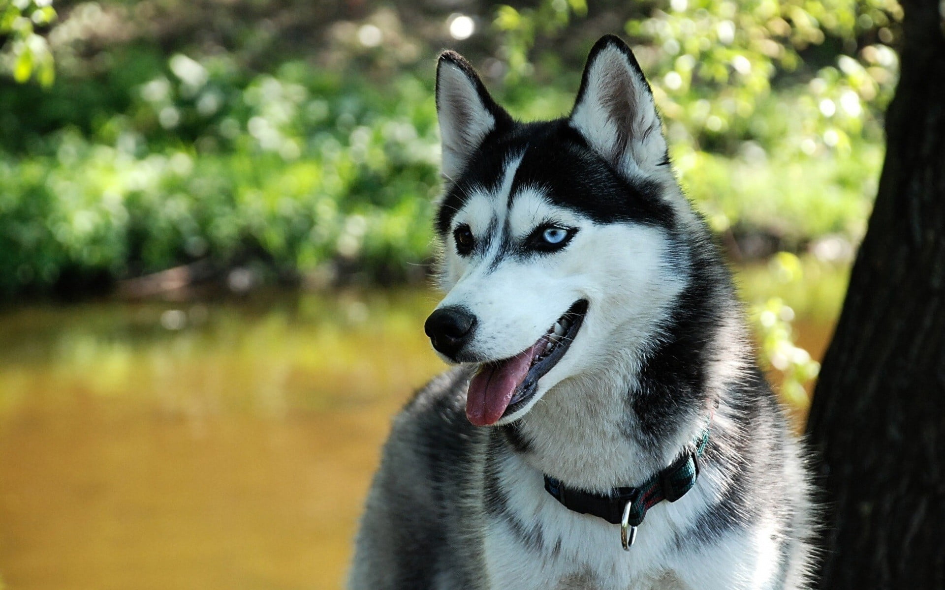 looking away, sled dog, animal, canine, siberian husky, animal mouth, one animal, outdoors, close-up, black, white, looking, mouth open, no people, domestic, HD Wallpaper