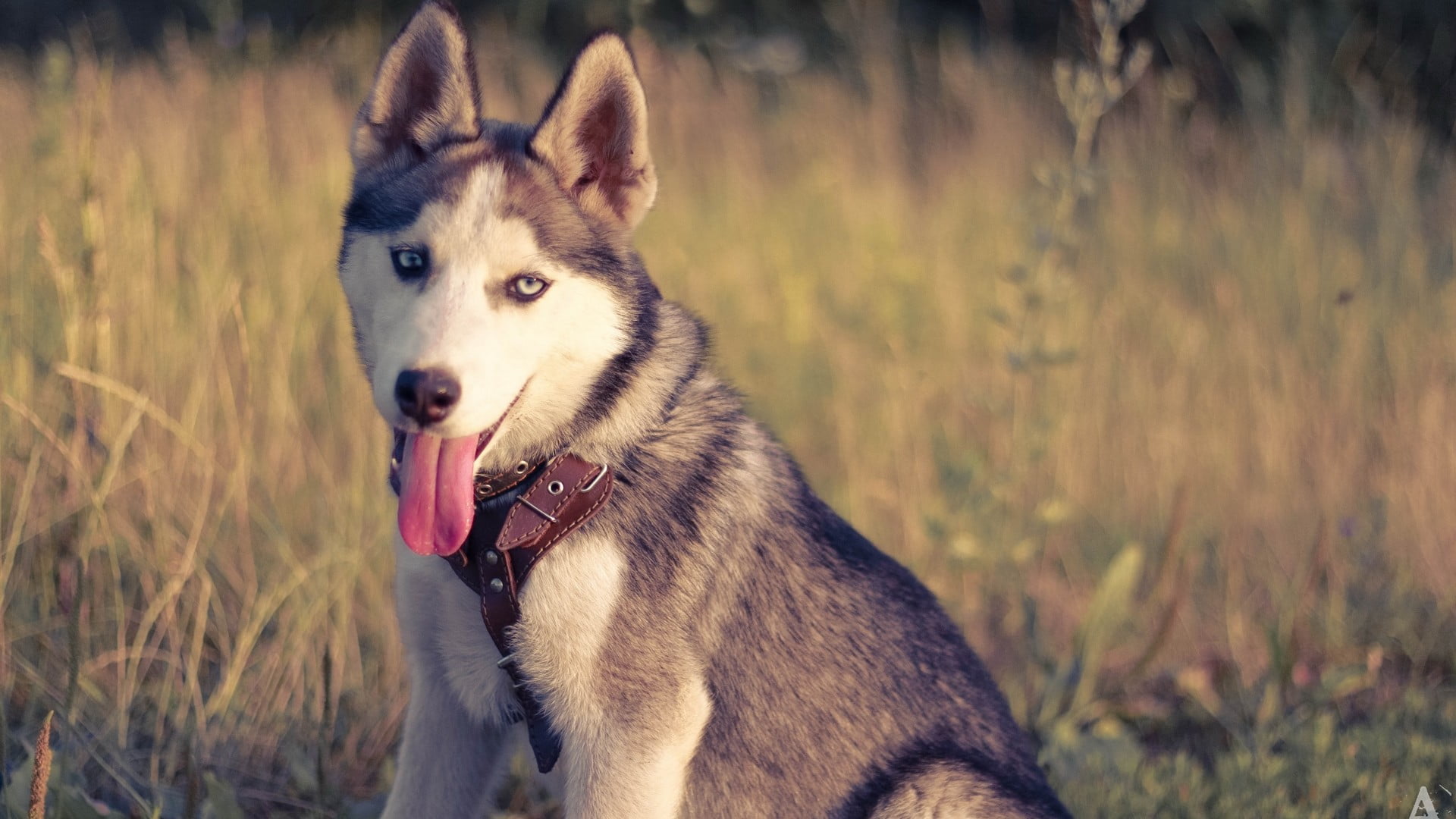 land, adult, looking away, looking, no people, grass, pets, animal mouth, panting, mouth open, domestic animals, siberian, husky, animal head, animals, HD Wallpaper