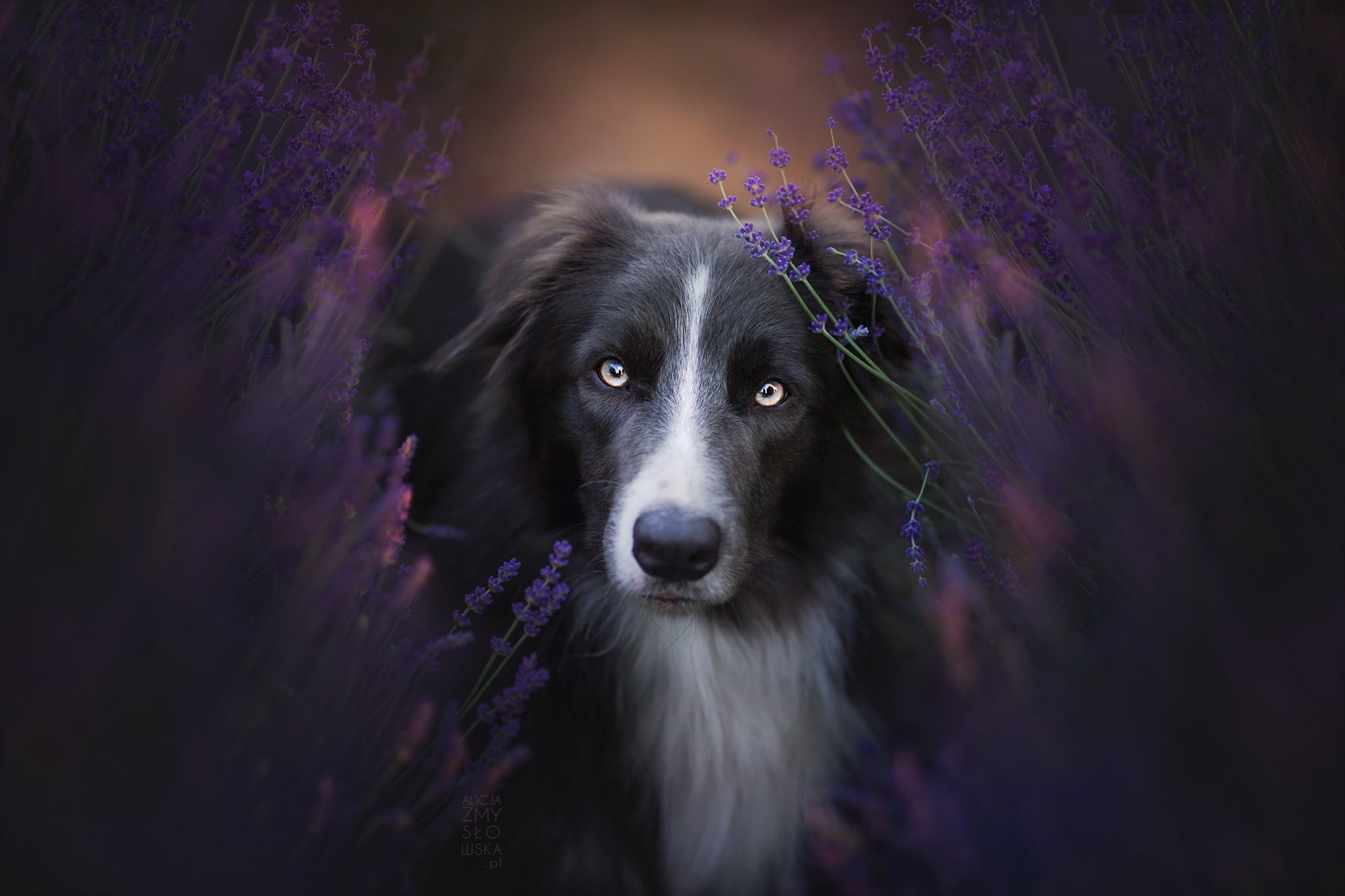 dog, Border Collie, animals, 1080P, HD Wallpaper