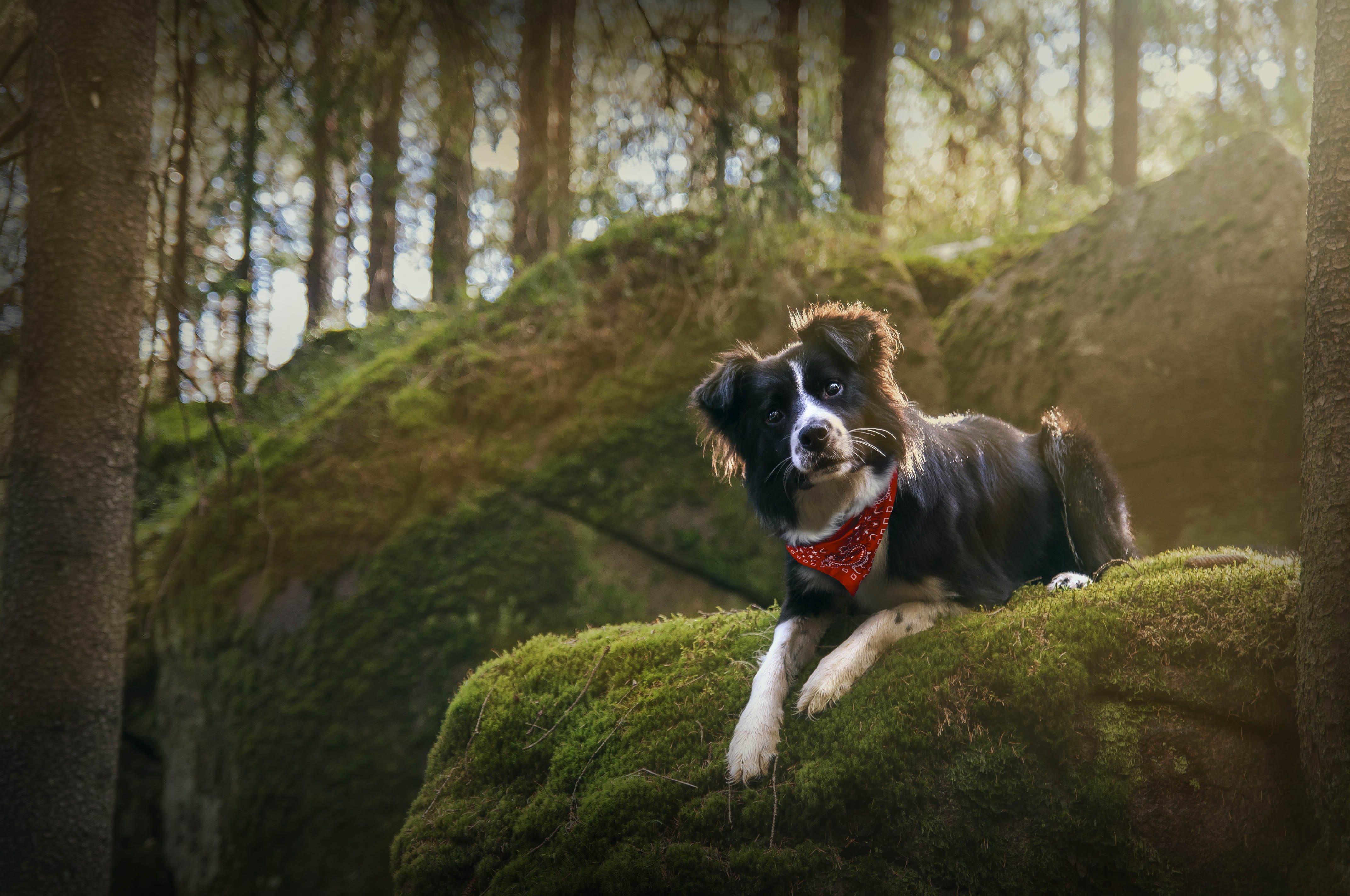 animal themes, outdoors, domestic, land, domestic animals, vertebrate, focus on foreground, mammal, nature, photography, canine, pets, dog, mouth open, HD Wallpaper