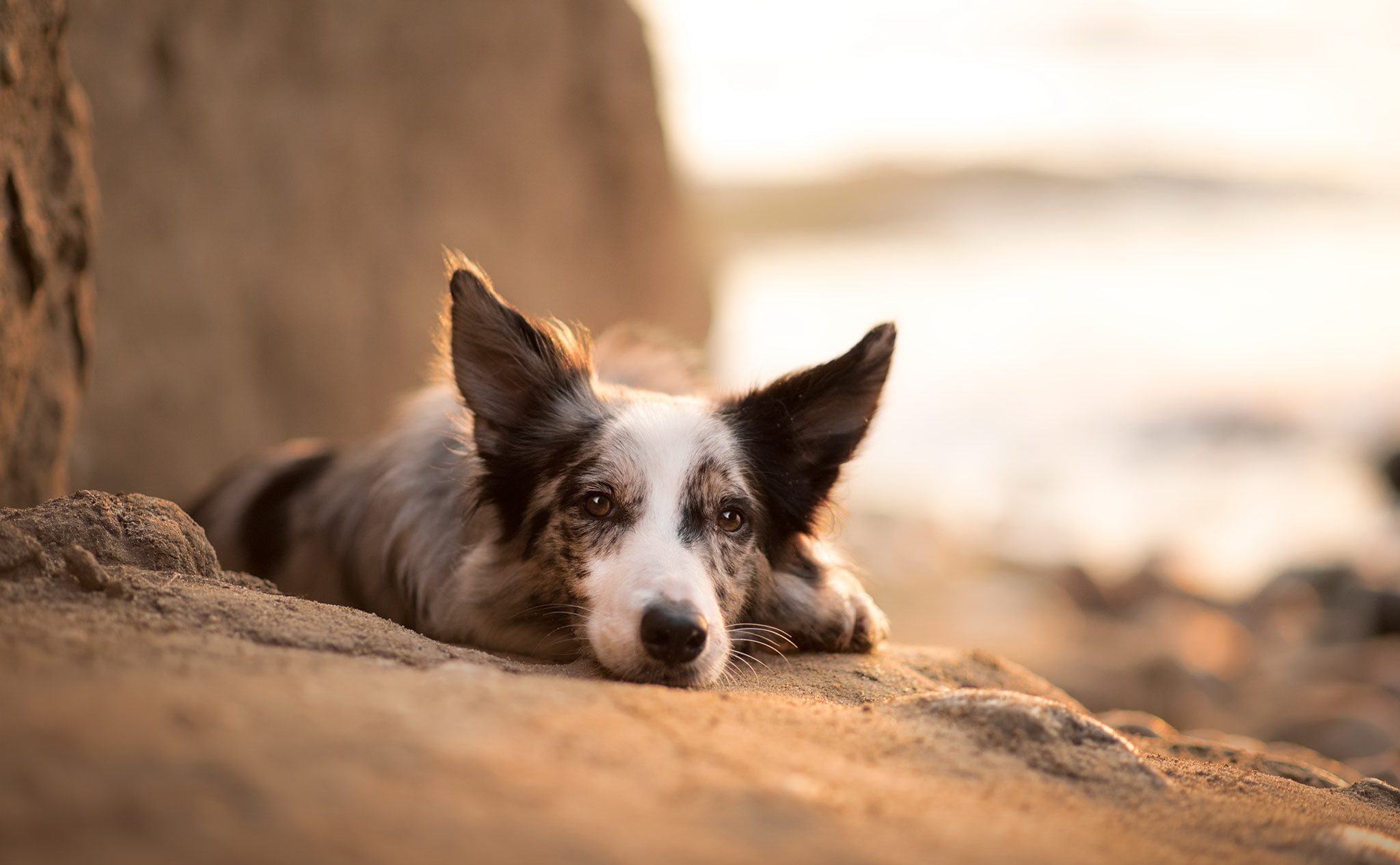 Border Collie, 1080P, animals, dog, HD Wallpaper