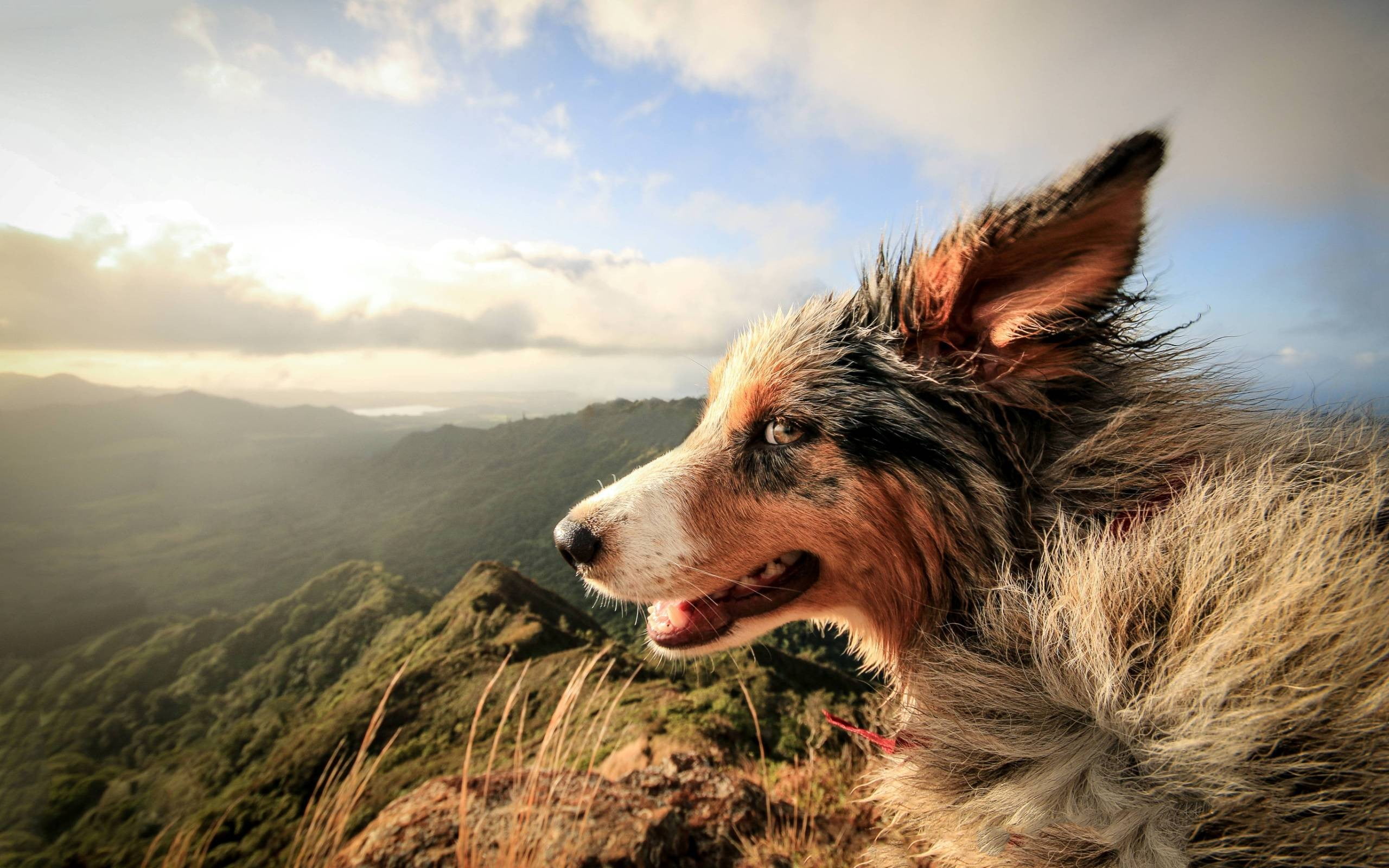 landscape, pets, plant, mammal, domestic, collie, animal head, sky, mountain range, environment, 2K, one animal, animal, canine, mountain, border, outdoors, HD Wallpaper