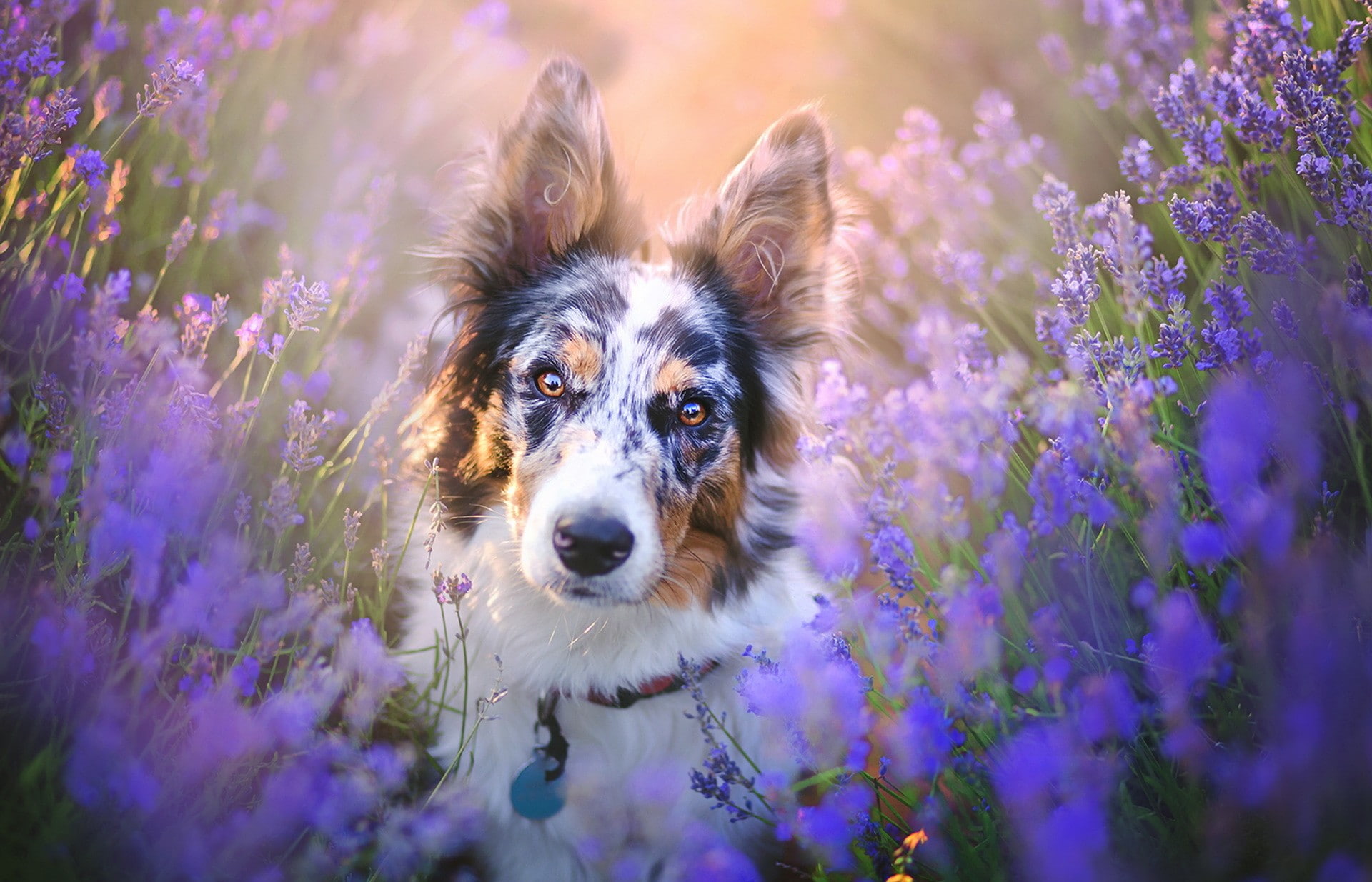 animals, 1080P, dog, Border Collie, HD Wallpaper