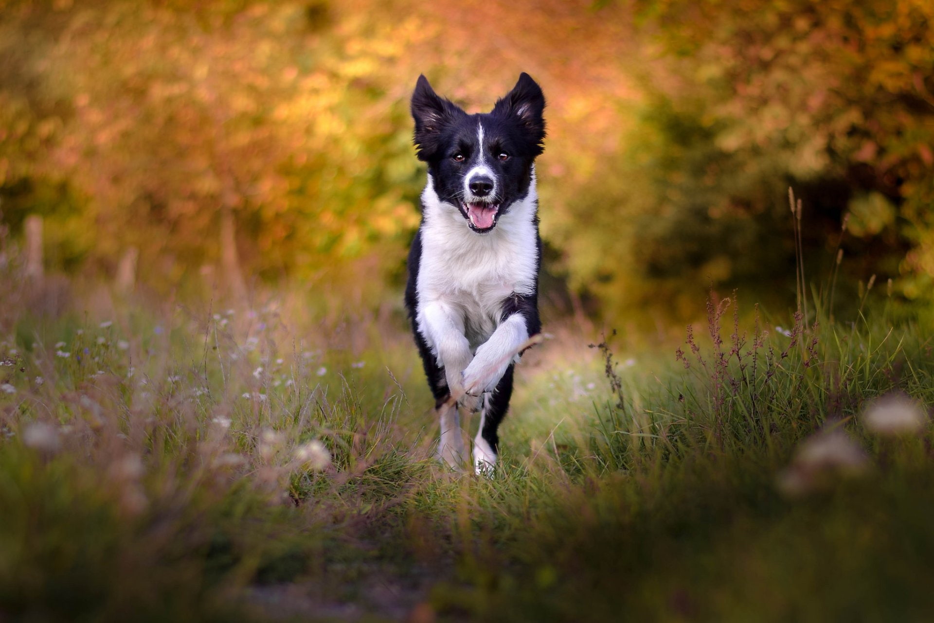1080P, Border Collie, Dogs, HD Wallpaper