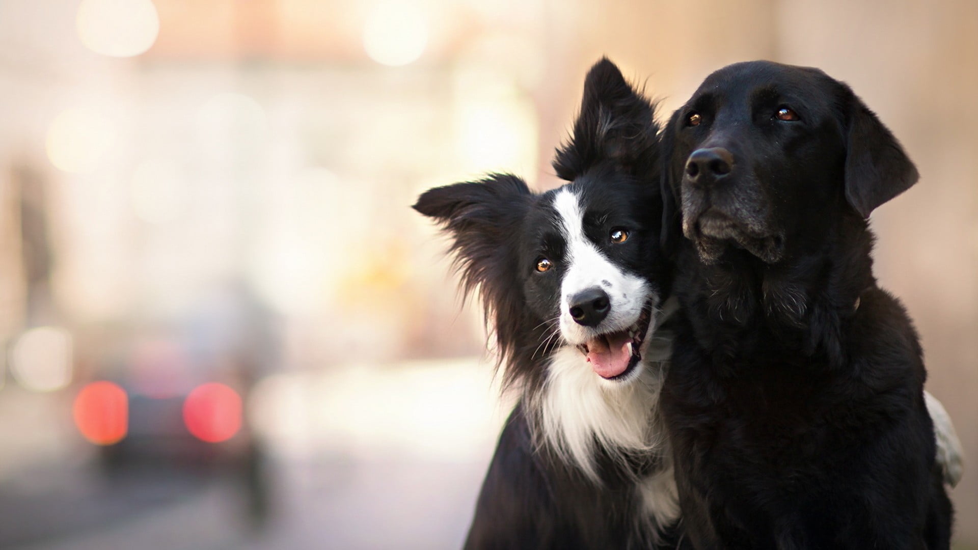 domestic animals, pets, border collie, black color, animal themes, dog, focus on foreground, one animal, looking, animal head, 1080P, domestic, no people, HD Wallpaper