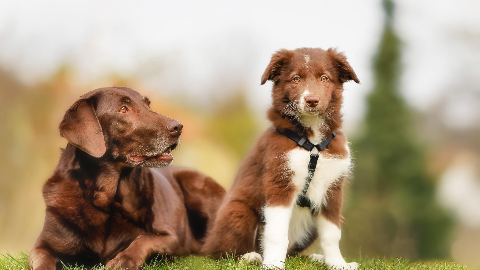 Border Collie, 1080P, dog, animals, HD Wallpaper
