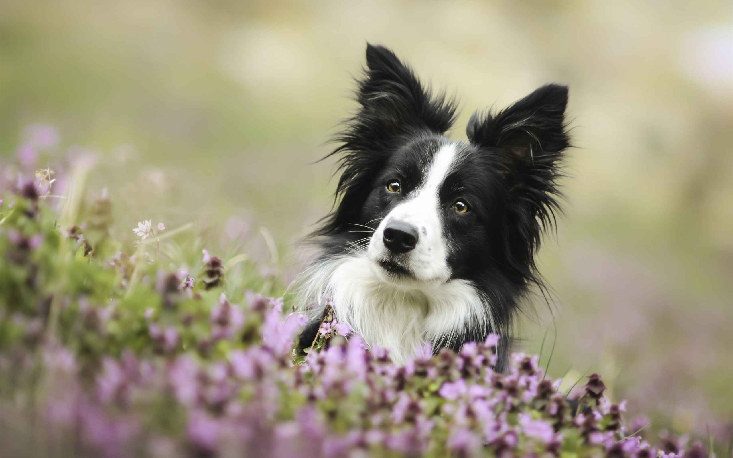 Eyes, Border, 2K, Collie, Dog, Cute, Flowers, HD Wallpaper