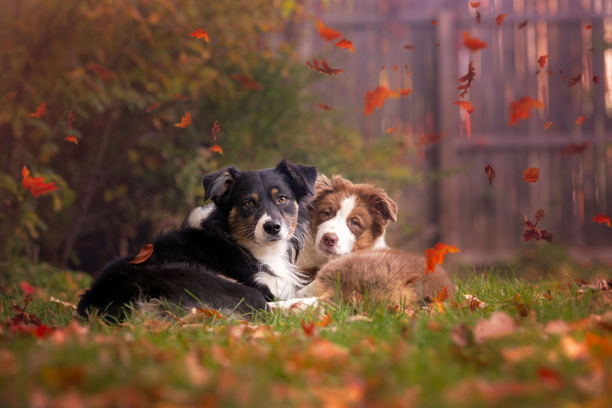 animal, coated, relaxation, no people, dogs, brown, canine, fall, dog, day, domestic animals, domestic, two, field, outdoors, vertebrate, animals, grass, HD Wallpaper