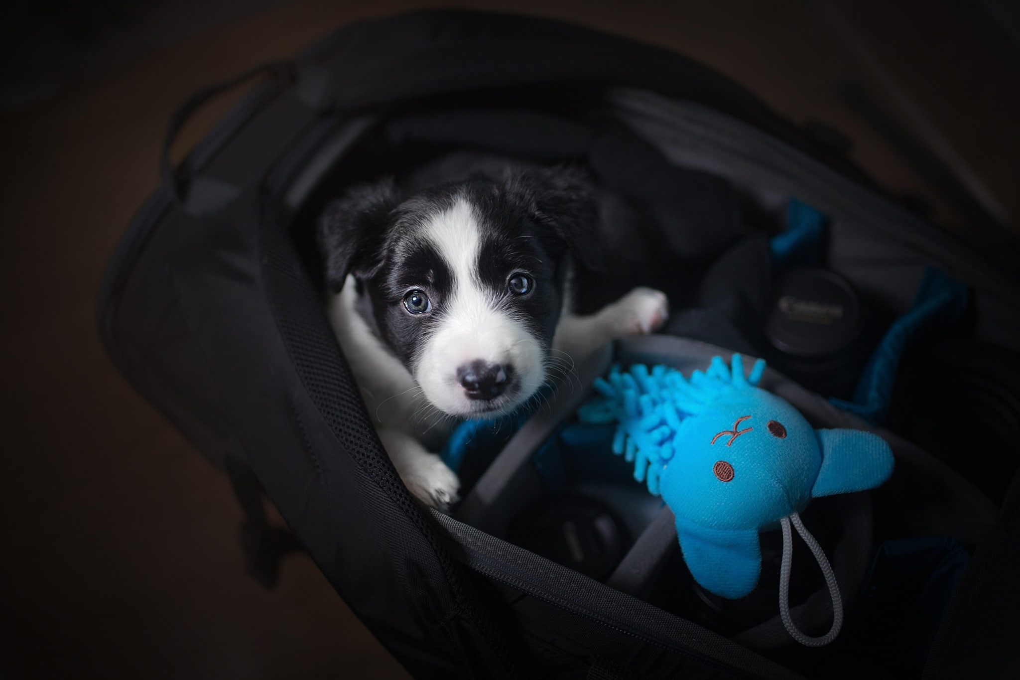 look, baby, case, The border collie, doggie, puppy, face, 1080P, toy, bag, HD Wallpaper