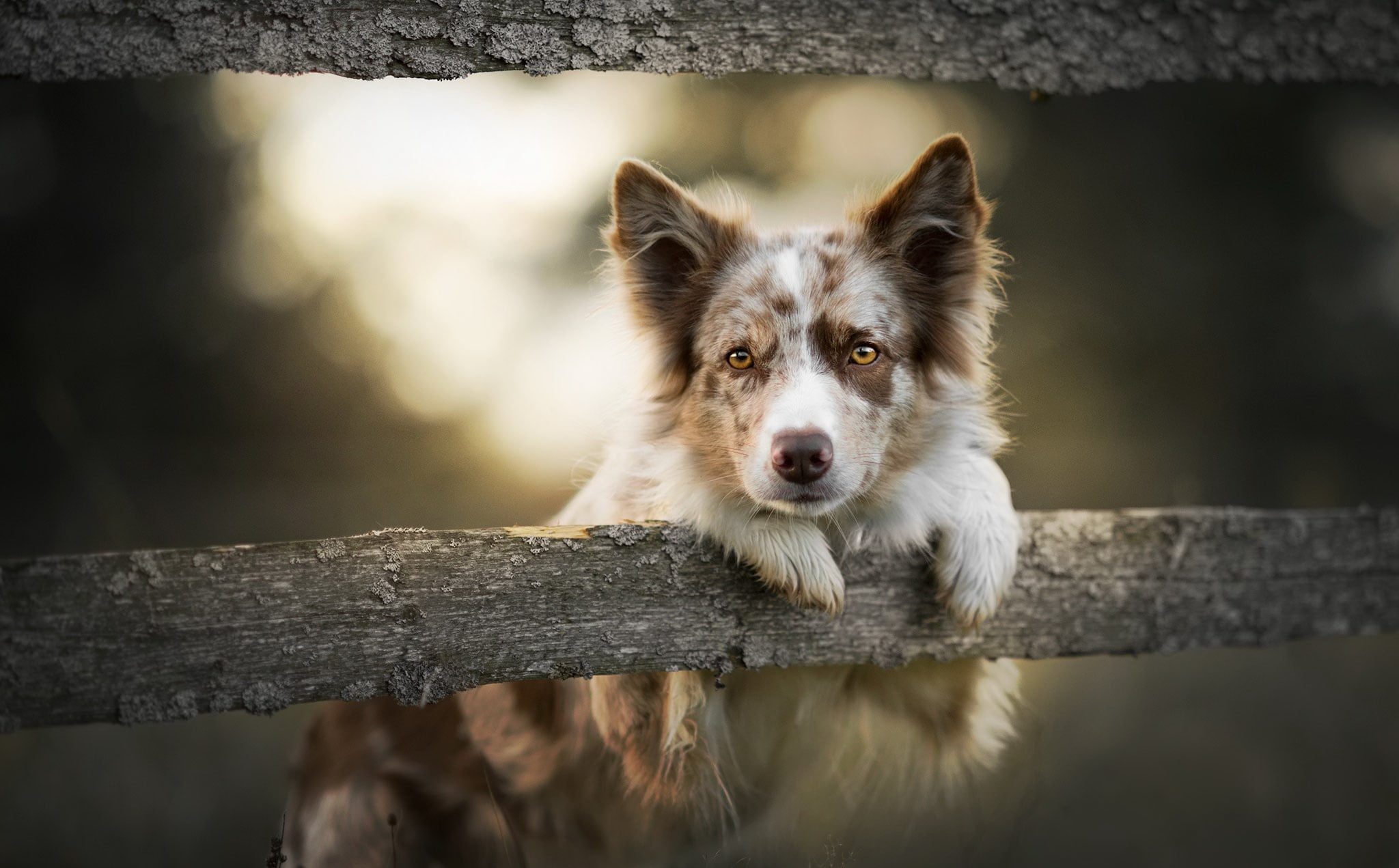 pets, border collie, day, barrier, outdoors, domestic animals, domestic, animals, canine, boundary, dog, looking at camera, tree, focus on foreground, portrait, HD Wallpaper