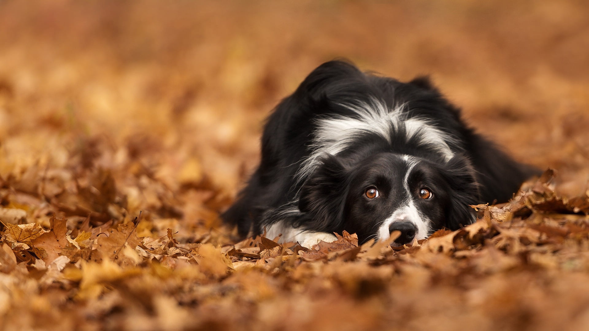 selective focus, pets, autumn, dog, purebred dog, relaxation, mammal, change, domestic, animals, 1080P, black color, animal, nature, one animal, leaves, HD Wallpaper