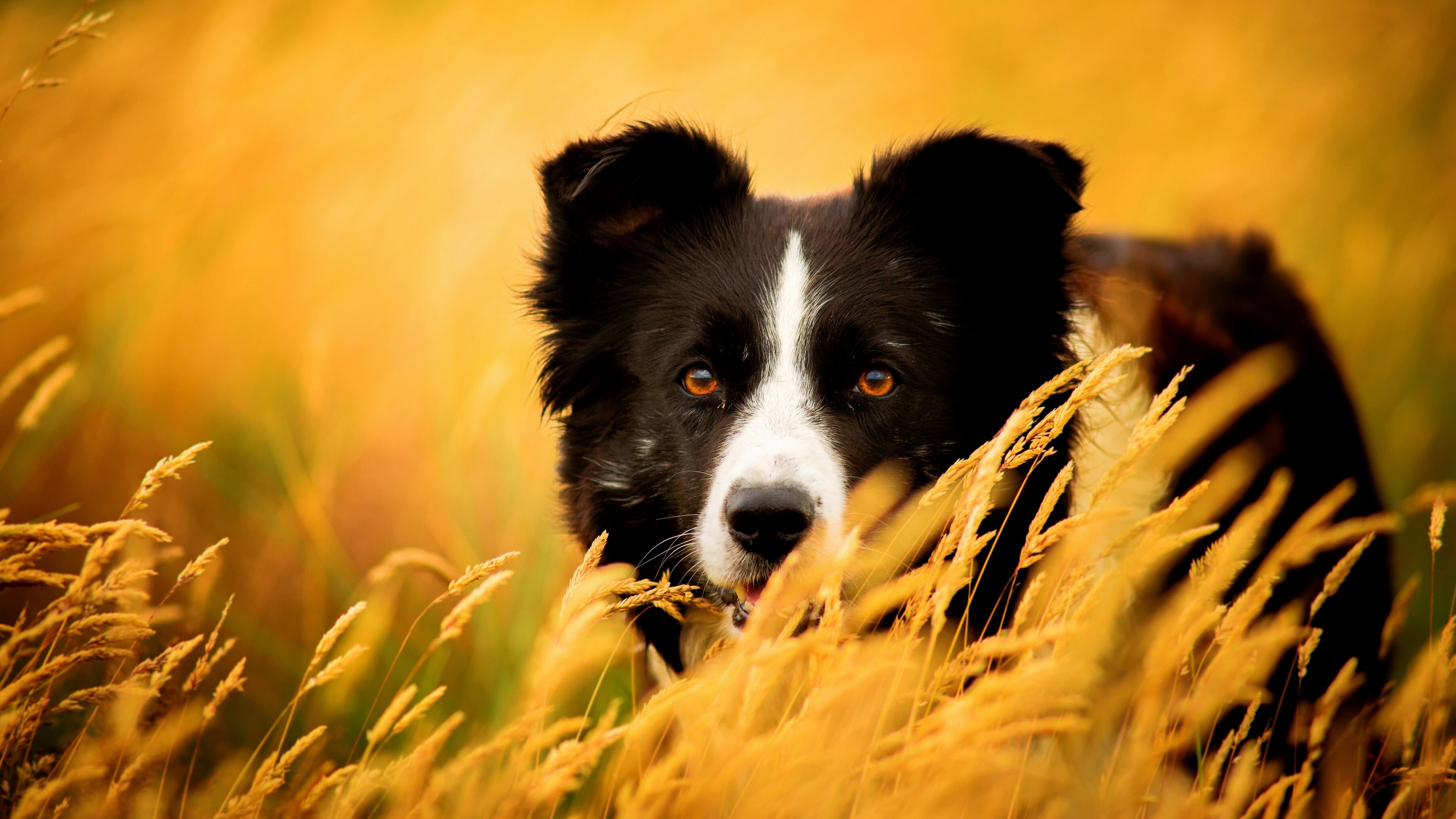 4K, looking at camera, selective focus, nature, pets, dog, mammal, dog border collie image, animal themes, close-up, no people, animal body part, canine, HD Wallpaper